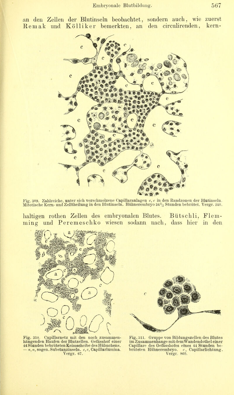 an den Zellen der Blutinseln beobachtet, sondern auch, wie zuerst Remak und Kölliker bemerkten, an den circulirenden, kern- 8 äl O c flfj e Fig. 309. Zahlreiche, unter sich verschmolzene Capillaranlagen c, c in den Randzonen der Blutinseln, Mitotische Kern- und Zelltheilung in den Blutinseln. Hühnerembryo 34 ^ Stunden bebrütet. Vergr. 240. haltigen rothen Zellen des embryonalen Blutes. Bütschli, Flem- ming und Peremeschko wiesen sodann nach, dass hier in den WL i* Fig. 310. Capillarnetz mit den noch zusammen- hängenden Haufen der Blutzellen. Gefässhof einer 44 Stunden bebrüteten Keimscheibe des Hübnchens. — a, a, sogen. Substanzinseln, c, c, Capillarlumina. Vergr. 67. Fig. 311. Gruppe von Bildungszellen des Blutes im Zusammenhange mit demWandendothel einer Capillare des Gefässhofes eines 44 Stunden be- brüt eten Hühnerembryo, c, Capillarlichtung. Vergr. 860.