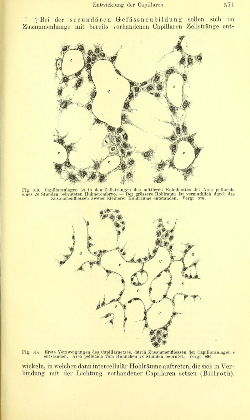 ' |'Bei der secundären Grefässneubildung sollen sich im Zusammenhange mit bereits vorhandenen Capillaren Zellstränge ent- Fig. 313. Capillaranlagen (c) in den Zellsträngen des mittleren Keimblattes der Area pellucida eines 28 Stunden bebrüteten Hühnerembryo. — Der grössere Hohlraum ist vermuthlich durch das Zusammenfliessen zweier kleinerer Hohlräume entstanden. Vergr. 376. Fig. 314. Erste Verzweigungen des Capillarnetzes, durch Zusammenfliessen der Capillaranlagen c entstanden. Area pellucida vom Hühnchen 28 Stunden bebrütet. Vergr. 290. wickeln, in welchen dann intercellulär Hohlräume auftreten, die sich in Ver- bindung mit der Lichtung vorhandener Capillaren setzen (Billroth).