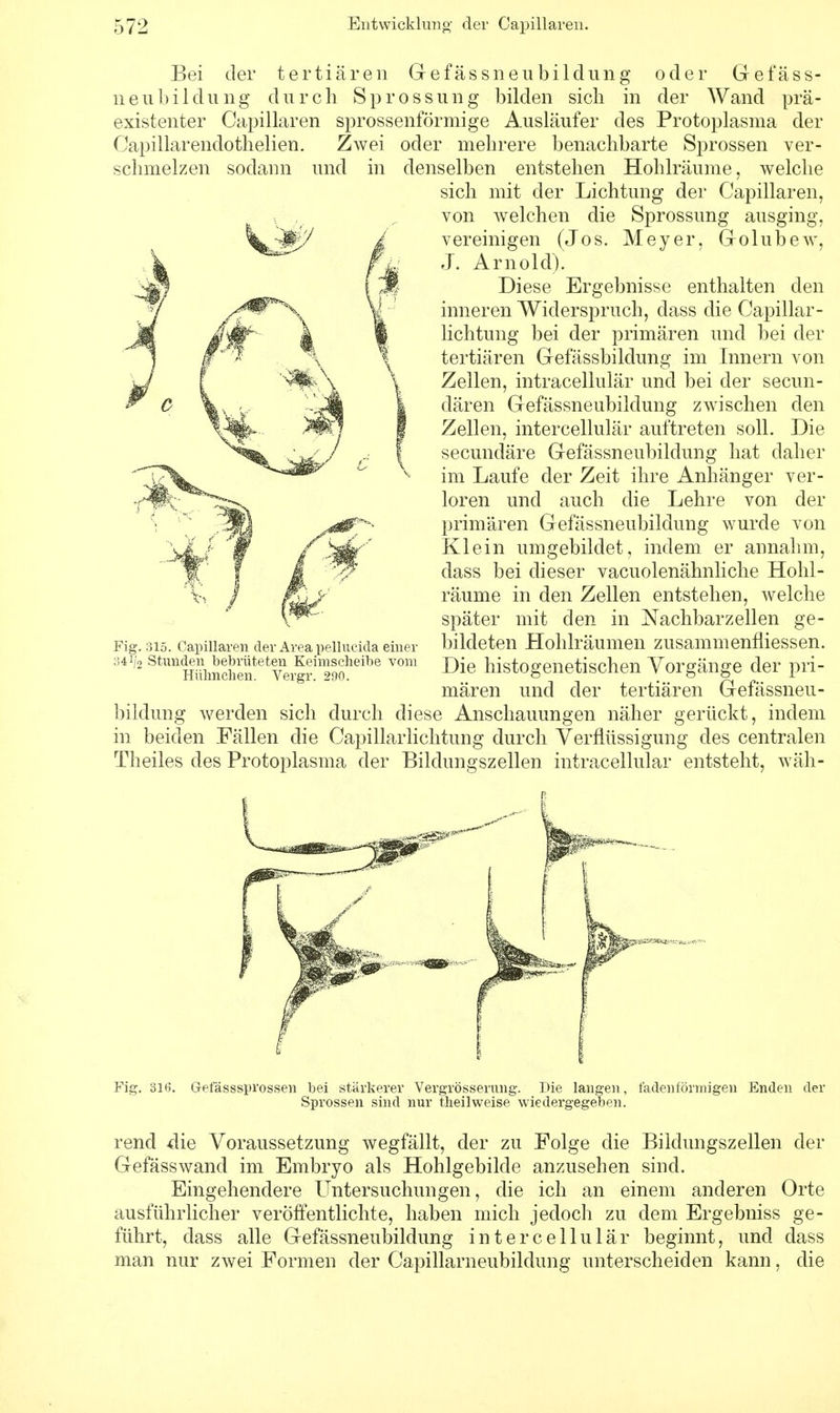 Bei der tertiären Gefässneubildung oder Gefäss- neubildung durch Sprossung bilden sich in der Wand prä- existenter Capillaren sprossenförmige Ausläufer des Protoplasma der Capillarendothelien. Zwei oder mehrere benachbarte Sprossen ver- schmelzen sodann und in denselben entstehen Hohlräume, welche sich mit der Lichtung der Capillaren, von welchen die Sprossung ausging, vereinigen (Jos. Meyer, Golubew, fÜ J- Arnold). Diese Ergebnisse enthalten den inneren Widerspruch, dass die Capillar- lichtung bei der primären und bei der tertiären Gefässbildung im Innern von Zellen, intracellulär und bei der secun- dären Gefässneubildung zwischen den Zellen, intercellulär auftreten soll. Die secundäre Gefässneubildung hat daher im Laufe der Zeit ihre Anhänger ver- loren und auch die Lehre von der primären Gefässneubildung wurde von Klein umgebildet, indem er annahm, dass bei dieser vacuolenähnliche Hohl- räume in den Zellen entstehen, welche später mit den in Nachbarzellen ge- bildeten Hohlräumen zusammenfiiessen. Die histogenetischen Vorgänge der pri- mären und der tertiären Gefässneu- bildung werden sich durch diese Anschauungen näher gerückt, indem in beiden Fällen die Capillarlichtung durch Verflüssigung des centralen Theiles des Protoplasma der Bildungszellen intracellulär entsteht, wäh- Fig. 315. Capillaren der Area pellucida einer 34J/2 Stunden bebrüteten Keimscheibe vom Hühnchen. Vergr. 290. Fig. 316. Gefässsprossen bei stärkerer Vergrösserung. Die langen, fadenförmigen Enden der Sprossen sind nur theilweise wiedergegeben. rend die Voraussetzung wegfällt, der zu Folge die Bildungszellen der Gefässwand im Embryo als Hohlgebilde anzusehen sind. Eingehendere Untersuchungen, die ich an einem anderen Orte ausführlicher veröffentlichte, haben mich jedoch zu dem Ergebniss ge- führt, dass alle Gefässneubildung intercellulär beginnt, und dass man nur zwei Formen der Capillarneubildung unterscheiden kann, die