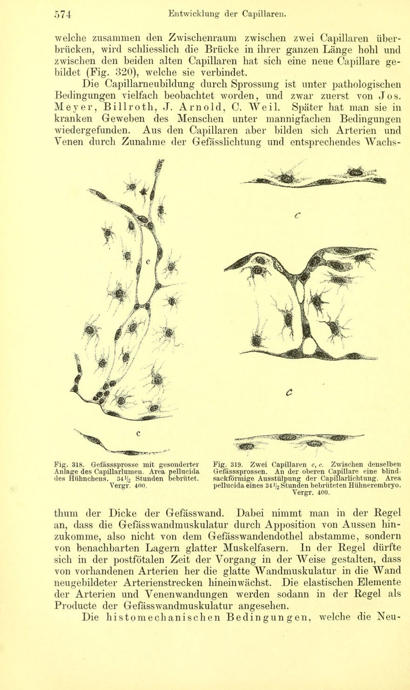 welche zusammen den Zwischenraum zwischen zwei Capillaren über- brücken, wird schliesslich die Brücke in ihrer ganzen Länge hohl und zwischen den beiden alten Capillaren hat sich eine neue Capillare ge- bildet (Fig. 320), welche sie verbindet. Die Capillarneubildung durch Sprossung ist unter pathologischen Bedingungen vielfach beobachtet worden, und zwar zuerst von Jos. Meyer, Billroth, J. Arnold, C. Weil. Später hat man sie in kranken Geweben des Menschen unter mannigfachen Bedingungen wiedergefunden. Aus den Capillaren aber bilden sich Arterien und Venen durch Zunahme der Gefässlichtung und entsprechendes Wachs - Fig. 318. Gefässsprosse mit gesonderter Fig. 319. Zwei Capillaren c, c. Zwischen denselben Anlage des Capillarlumen. Area pellueida Gefässsprossen. An der oberen Capillare eine blind- des Hühnchens. 34 ^ Stunden bebrütet. sackförmige Ausstülpung der Capillarlichtung. Area Vergr. 400. pellueida eines 341/2 Stunden bebrüteten Hühnerembryo. Vergr. 400. thum der Dicke der Gefässwand. Dabei nimmt man in der Regel an, dass die Gefässwandmuskulatur durch Apposition von Aussen hin- zukomme, also nicht von dem Gefässwandendothel abstamme, sondern von benachbarten Lagern glatter Muskelfasern. In der Regel dürfte sich in der postfötalen Zeit der Vorgang in der Weise gestalten, dass von vorhandenen Arterien her die glatte Wandmuskulatur in die Wand neugebildeter Arterienstrecken hineinwächst. Die elastischen Elemente der Arterien und Venenwandungen werden sodann in der Regel als Producte der Gefässwandmuskulatur angesehen. Die histomechanischen Bedingungen, welche die Neu-