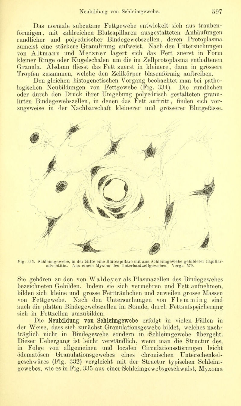 Das normale subcutane Fettgewebe entwickelt sich aus trauben- förmigen. mit zahlreichen Blutcapillaren ausgestatteten Anhäufungen rundlicher und polyedrischer Bindegewebszellen, deren Protoplasma zumeist eine stärkere Granulirung aufweist. Nach den Untersuchungen von Altmanu und Metzner lagert sich das Fett zuerst in Form kleiner Ringe oder Kugelschalen um die im Zellprotoplasma enthaltenen Granula. Alsdann fliesst das Fett zuerst in kleinere, dann in grössere Tropfen zusammen, welche den Zellkörper blasenförmig auftreiben. Den gleichen mitogenetischen Vorgang beobachtet man bei patho- logischen Neubildungen von Fettgewebe (Fig. 334). Die rundlichen oder durch den Druck ihrer Umgebung polyedrisch gestalteten granu- lirten Bindegewebszellen, in denen das Fett auftritt, finden sich vor- zugsweise in der Nachbarschaft kleinerer und grösserer Blutgefässe. Fig. 335. Schleimgewebe, in der Mitte eine Blutcapillare mit aus Schleimgewebe gebildeter Capillar- adventitia. Aus einem Myxom des Unterhautzellgewebes. Vergr. 570. Sie gehören zu den von Waldeyer als Plasmazellen des Bindegewebes bezeichneten Gebilden. Indem sie sich vermehren und Fett aufnehmen, bilden sich kleine und grosse Fettträubchen und zuweilen grosse Massen von Fettgewebe. Nach den Untersuchungen von F lern min g sind auch die platten Bindegewebszellen im Stande, durch Fettaufspeicherung sich in Fettzellen umzubilden. Die Neubildung von Schleimgewebe erfolgt in vielen Fällen in der Weise, dass sich zunächst Granulationsgewebe bildet, welches nach- träglich nicht in Bindegewebe sondern in 'Schleimgewebe übergeht. Dieser Uebergang ist leicht verständlich, wenn man die Structur des, in Folge von allgemeinen und localen Circulationsstörungen leicht ödematösen Granulationsgewebes eines chronischen Unterschenkel- geschwüres (Fig. 332) vergleicht mit der Structur typischen Schleim- gewebes, wie es in Fig. 335 aus einer Schleimgewebsgeschwulst, Myxoma