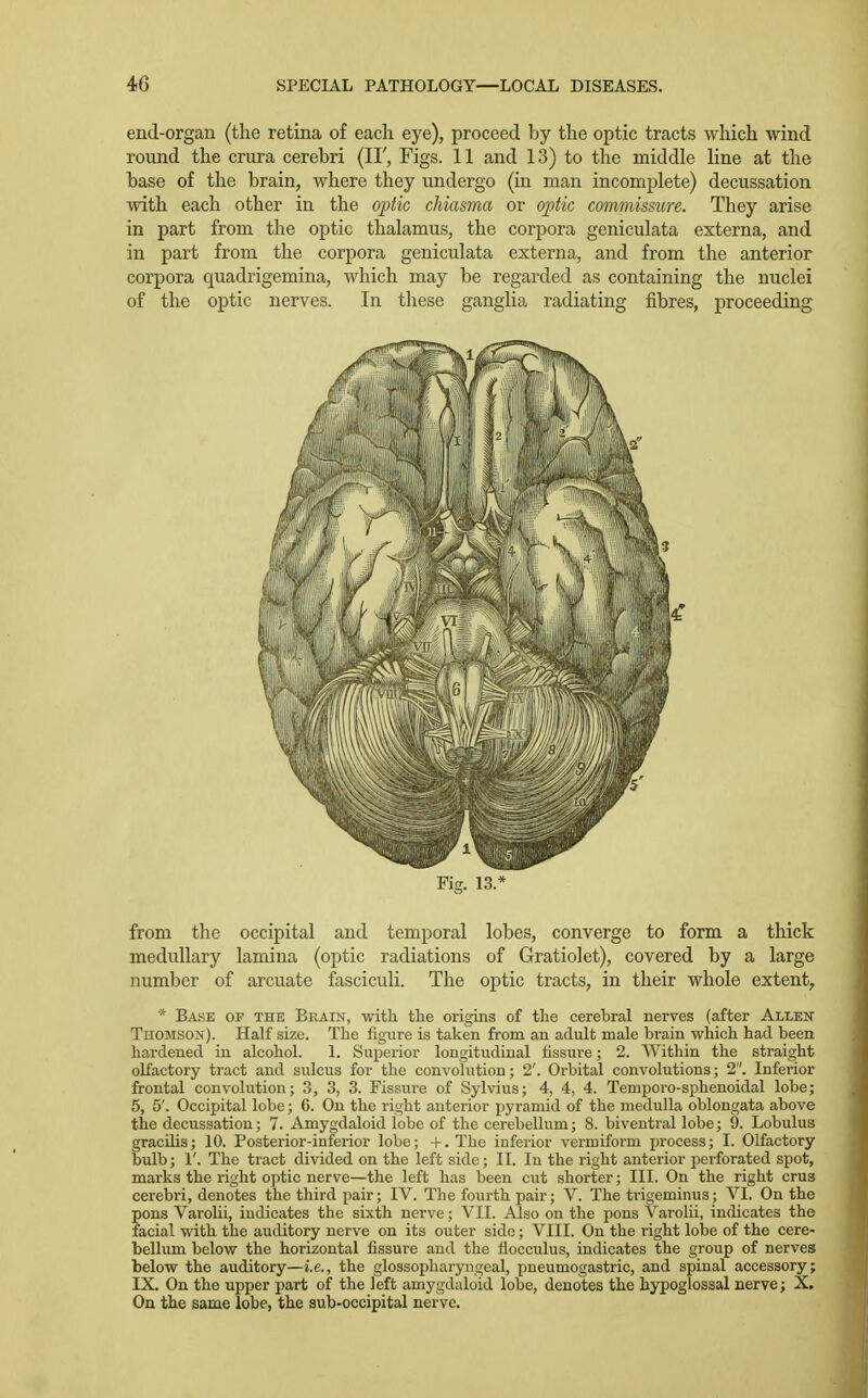 end-organ (the retina of each eye), proceed by the optic tracts which wind round the crura cerebri (II', Figs. 11 and 13) to the middle line at the base of the brain, where they undergo (in man incomplete) decussation ■with each other in the ojjtic chiasma or ojytic commissure. They arise in part from the optic thalamus, the corpora geniculata externa, and in part from the corpora geniculata externa, and from the anterior corpora quadrigemina, which may be regarded as containing the nuclei of the optic nerves. In these ganglia radiating fibres, proceeding Fig. 13.* from the occipital and temporal lobes, converge to form a thick medullary lamina (optic radiations of Gratiolet), covered by a large number of arcuate fasciculi. The optic tracts, in their whole extent, * Base of the Brain, with the origins of the cerebral nerves (after Allen Thomson). Half size. The figure is taken from an adult male brain which had been hardened in alcohol. 1. Superior longitudinal fissure; 2. Within the straight olfactory tract and sulcus for the convolution; 2'. Orbital convolutions; 2. Inferior frontal convolution; 3, 3, 3. Fissure of Sylvius; 4, 4, 4. Temporo-sphenoidal lobe; 5, 5'. Occipital lobe; 6. On the right anterior pyramid of the medulla oblongata above the decussation; 7. Amygdaloid lobe of the cerebellum; 8. biventral lobe; 9. Lobulus gracilis; 10. Posterior-inferior lobe; +. The inferior vermiform process; I. Olfactory bulb; I'. The tract divided on the left side; II. In the right anterior perforated spot, marks the right optic nerve—the left has been cut shorter; III. On the right crus cerebri, denotes the third pair; IV. The fourth pair; V. The trigeminus; VI. On the pons Varolii, indicates the sixth nerve; VII. Also on the pons Varolii, indicates the facial with the auditory nerve on its outer side; VIII. On the right lobe of the cere- bellum below the horizontal fissure and the flocculus, indicates the group of nerves below the auditory—i.e., the glossopharyngeal, pneumogastric, and spinal accessory; IX. On the upper part of the left amygdaloid lobe, denotes the hypoglossal nerve; X. On the same lobe, the sub-occipital nerve.