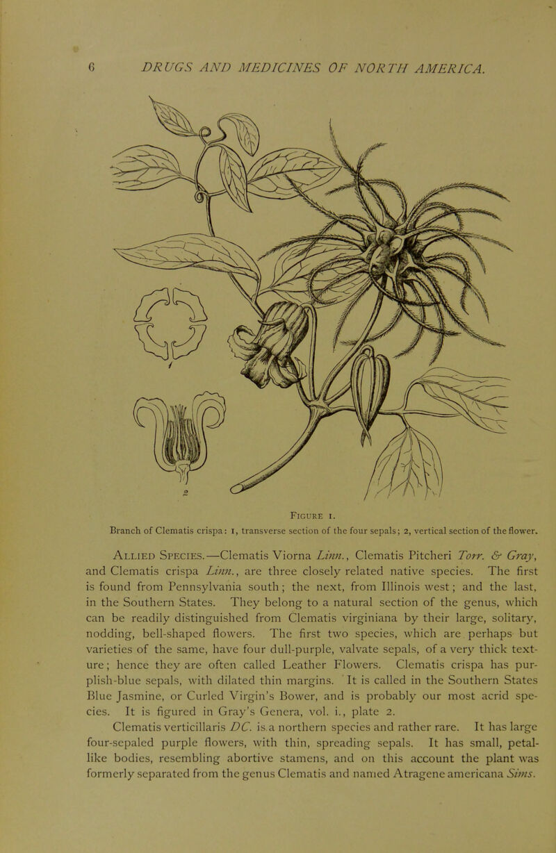 Figure i. Branch of Clematis crispa: I, transverse section of the four sepals; 2, vertical section of the flower. Allied Species.—Clematis Viorna Linn., Clematis Pitcheri Torr. & Gray, and Clematis crispa Linn., are three closely related native species. The first is found from Pennsylvania south; the next, from Illinois west; and the last, in the Southern States. They belong to a natural section of the genus, which can be readily distinguished from Clematis virginiana by their large, solitary, nodding, bell-shaped flowers. The first two species, which are perhaps but varieties of the same, have four dull-purple, valvate sepals, of a very thick text- ure ; hence they are often called Leather Flowers. Clematis crispa has pur- plish-blue sepals, with dilated thin margins. It is called in the Southern States Blue Jasmine, or Curled Virgin's Bower, and is probably our most acrid spe- cies. It is figured in Gray's Genera, vol. i., plate 2. Clematis verticillaris DC. is.a northern species and rather rare. It has large four-sepalcd purple flowers, with thin, spreading sepals. It has small, petal- like bodies, resembling abortive stamens, and on this account the plant was formerly separated from the genus Clematis and named Atragene americana Sims.