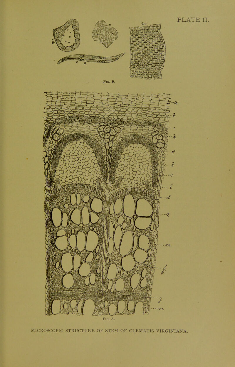 MICROSCOPIC STRUCTURE OF STEM OF CLEMATIS VIRGINIAN A.