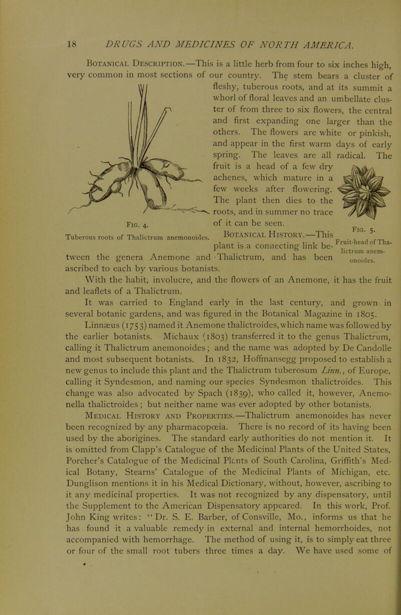 Botanical Description.—This is a little herb from four to six inches high, very common in most sections of our country. The stem bears a cluster of fleshy, tuberous roots, and at its summit a whorl of floral leaves and an umbellate clus- ter of from three to six flowers, the central and first expanding one larger than the others. The flowers are white or pinkish, and appear in the first warm days of early spring. The leaves are all radical. The fruit is a head of a few dry achenes, which mature in a few weeks after flowering. The plant then dies to the roots, and in summer no trace of it can be seen. Fig. 5. Fig. 4. Tuberous roots of Thalictrum anemonoides. Botanical History.—This Fruit-head of Tha- lictrum anem- onoides. plant is a connecting link be- tween the genera Anemone and Thalictrum, and has been ascribed to each by various botanists. With the habit, involucre, and the flowers of an Anemone, it has the fruit and leaflets of a Thalictrum. It was carried to England early in the last century, and grown in several botanic gardens, and was figured in the Botanical Magazine in 1805. Linnaeus (1753) named it Anemone thalictroides, which name was followed by the earlier botanists. Michaux (1803) transferred it to the genus Thalictrum, calling it Thalictrum anemonoides; and the name was adopted by De Candolle and most subsequent botanists. In 1832, Hoffmansegg proposed to establish a new genus to include this plant and the Thalictrum tuberosum Linn., of Europe, calling it Syndesmon, and naming our species Syndesmon thalictroides. This change was also advocated by Spach (1839), who called it, however, Anemo- nella thalictroides ; but neither name was ever adopted by other botanists. Medical History and Properties.—Thalictrum anemonoides has never been recognized by any pharmacopoeia. There is no record of its having been used by the aborigines. The standard early authorities do not mention it. It is omitted from Clapp's Catalogue of the Medicinal Plants of the United States, Porcher's Catalogue of the Medicinal Pknts of South Carolina, Griffith's Med- ical Botany, Stearns' Catalogue of the Medicinal Plants of Michigan, etc. Dunglison mentions it in his Medical Dictionary, without, however, ascribing to it any medicinal properties. It was not recognized by any dispensatory, until the Supplement to the American Dispensatory appeared. In this work, Prof. John King writes: Dr. S. E. Barber, of Consville, Mo., informs us that he has found it a valuable remedy in external and internal hemorrhoides, not accompanied with hemorrhage. The method of using it, is to simply eat three or four of the small root tubers three times a day. We have used some of
