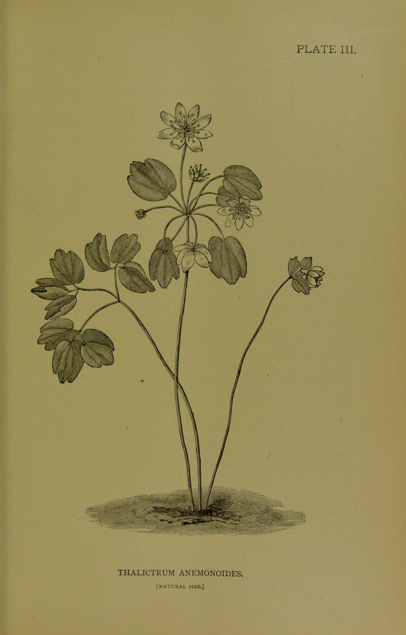 PLATE III. THALICTRUM ANEMONOIDES. (natural size.)