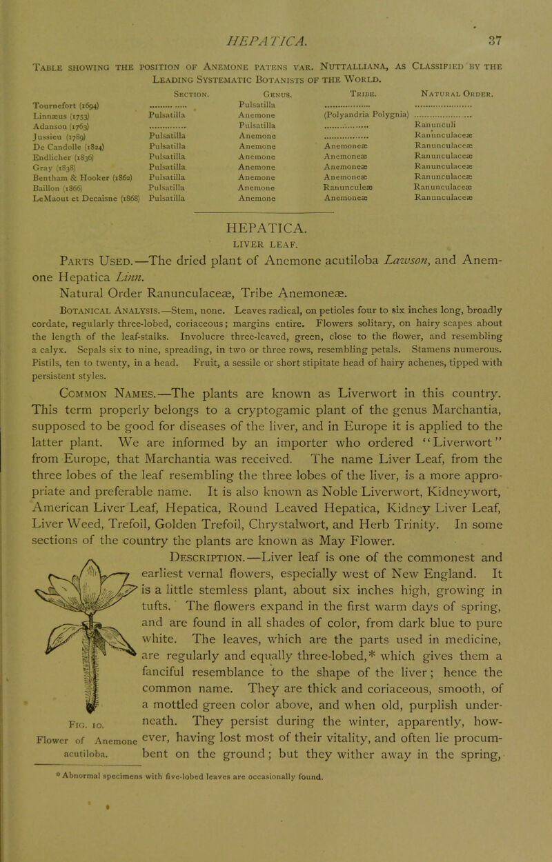 Table showing the position of Anemone patens var. Nuttalliana, as Classified by the Leading Systematic Botanists of the World. Section. Genus. Tribe. Natural Order. loumetort (1094; Linnaeus (1753) Pulsatilla Anemone (Polyandria Polygnia) Adanson (1763) Jussieu (1789) Pulsatilla Ranunculi Pulsatilla Anemone Ranunculaceae De Candolle (1824) Pulsatilla Anemone Anemoneae Ranunculaceae Endlicher (1836) Pulsatilla Anemone Anemoneae Ranunculaceae Gray (1838) Pulsatilla Anemone Anemone* Ranunculaceae Bentham & Hooker (1862) Pulsatilla Anemone Anemoneae Ranunculaceae Baillon (1866) Pulsatilla Anemone Ranunculeae Ranunculaceae LeMaout et Decaisne (1868) Pulsatilla Anemone Anemoneae Ranunculaceae HEPATICA. LIVER LEAF. Parts Used.—The dried plant of Anemone acutiloba Lawson, and Anem- one Hepatica Linn. Natural Order Ranunculaceae, Tribe Anemoneae. Botanical Analysis.—Stem, none. Leaves radical, on petioles four to six inches long, broadly cordate, regularly three-lobed, coriaceous; margins entire. Flowers solitary, on hairy scapes about the length of the leaf-stalks. Involucre three-leaved, green, close to the flower, and resembling a calyx. Sepals six to nine, spreading, in two or three rows, resembling petals. Stamens numerous. Pistils, ten to twenty, in a head. Fruit, a sessile or short stipitate head of hairy achenes, tipped with persistent styles. Common Names.—The plants are known as Liverwort in this country. This term properly belongs to a cryptogamic plant of the genus Marchantia, supposed to be good for diseases of the liver, and in Europe it is applied to the latter plant. We are informed by an importer who ordered Liverwort from Europe, that Marchantia was received. The name Liver Leaf, from the three lobes of the leaf resembling the three lobes of the liver, is a more appro- priate and preferable name. It is also known as Noble Liverwort, Kidneywort, American Liver Leaf, Hepatica, Round Leaved Hepatica, Kidney Liver Leaf, Liver Weed, Trefoil, Golden Trefoil, Chrystalwort, and Herb Trinity. In some sections of the country the plants are known as May Flower. Description.—Liver leaf is one of the commonest and earliest vernal flowers, especially west of New England. It is a little stemless plant, about six inches high, growing in tufts. The flowers expand in the first warm days of spring, and are found in all shades of color, from dark blue to pure white. The leaves, which are the parts used in medicine, arc regularly and equally three-lobed,* which gives them a fanciful resemblance to the shape of the liver; hence the common name. They are thick and coriaceous, smooth, of a mottled green color above, and when old, purplish under- neath. They persist during the winter, apparently, how- Flower of Anemone ever> having lost most of their vitality, and often lie procum- acutiloba. bent on the ground ; but they wither away in the spring, 0 Abnormal specimens with fivc-lobed leaves are occasionally found.