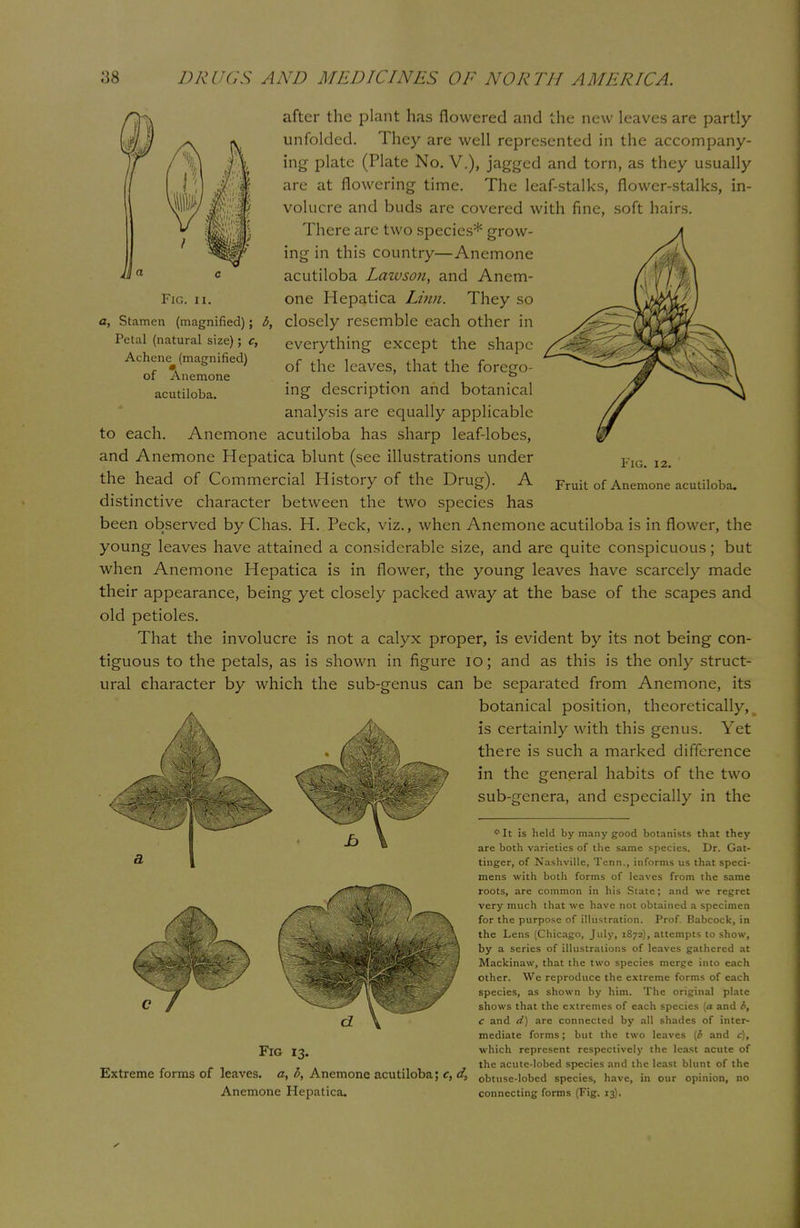 IS Fig. ii. after the plant has flowered and the new leaves are partly- unfolded. They are well represented in the accompany- ing plate (Plate No. V.), jagged and torn, as they usually are at flowering time. The leaf-stalks, flower-stalks, in- volucre and buds are covered with fine, soft hairs. There are two species* grow- ing in this country—Anemone acutiloba Lawson, and Anem- one Hepatica Linn. They so «, Stamen (magnified); b, closely resemble each other in Petal (natural size); ct everything except the shape Achcne (magnified) c , 1 i , i . 1 r r % of the leaves, that the forefo- ot Anemone 0 acutiloba. mS description and botanical analysis are equally applicable to each. Anemone acutiloba has sharp leaf-lobes, and Anemone Hepatica blunt (see illustrations under the head of Commercial History of the Drug). A distinctive character between the two species has been observed by Chas. H. Peck, viz., when Anemone acutiloba is in flower, the young leaves have attained a considerable size, and are quite conspicuous; but when Anemone Hepatica is in flower, the young leaves have scarcely made their appearance, being yet closely packed away at the base of the scapes and old petioles. That the involucre is not a calyx proper, is evident by its not being con- tiguous to the petals, as is shown in figure 10; and as this is the only struct- ural character by which the sub-genus can be separated from Anemone, its botanical position, theoretically, is certainly with this genus. Yet Fig. 12. Fruit of Anemone acutiloba. ( there is such a marked difference in the general habits of the two sub-genera, and especially in the a *It is held by many good botanists that they are both varieties of the same species. Dr. Gat- tinger, of Nashville, Tcnn., informs us that speci- mens with both forms of leaves from the same roots, are common in his State; and we regret very much that we have not obtained a specimen for the purpose of illustration. Prof. Babcock, in the Lens (Chicago, July, 1872), attempts to show, by a series of illustrations of leaves gathered at Mackinaw, that the two species merge into each other. We reproduce the extreme forms of each species, as shown by him. The original plate shows that the extremes of each species (a and 6, c and d) are connected by all shades of inter- mediate forms; but the two leaves (6 and c), which represent respectively the least acute of the acutc-lobed species and the least blunt of the Extreme forms of leaves. 0,5, Anemone acutiloba; c, d, obtuse.lobed Species, have, in our opinion, no Anemone Hepatica. connecting forms (Fig. 13). Fig 13.
