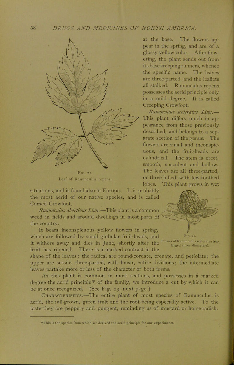 Fig. 21. Leaf of Ranunculus rcpens. at the base. The flowers ap- pear in the spring, and are of a glossy yellow color. After flow- ering, the plant sends out from its base creeping runners, whence the specific name. The leaves are three-parted, and the leaflets all stalked. Ranunculus repens possesses the acrid principle only in a mild degree. It is called Creeping Crowfoot. Ranunculus sceleratus Linn.— This plant differs much in ap- pearance from those previously described, and belongs to a sep- arate section of the genus. The flowers are small and inconspic- uous, and the fruit-heads are cylindrical. The stem is erect, smooth, succulent and hollow. The leaves are all three-parted, or three-lobed, with few-toothed lobes. This plant grows in wet situations, and is found also in Europe. It is probably the most acrid of our native species, and is called Cursed Crowfoot. Ranunculus abortivus Linn.—This plant is a common weed in fields and around dwellings in most parts of the country. It bears inconspicuous yellow flowers in spring, which are followed by small globular fruit-heads, and F,G-2* • , • ,i j j • t 11 l\ Cl. x.\~ Flower of Ranunculus sceleratus (en- it withers away and dies in June, shortly after the larged thrce diameters) fruit has ripened. There is a marked contrast in the shape of the leaves: the radical are round-cordate, crenate, and petiolate; the upper are sessile, three-parted, with linear, entire divisions; the intermediate leaves partake more or less of the character of both forms. As this plant is common in most sections, and possesses in a marked degree the acrid principle* of the family, we introduce a cut by which it can be at once recognized. (See Fig. 23, next page.) Characteristics.—The entire plant of most species of Ranunculus is acrid, the full-grown, green fruit and the root being especially active. To the taste they are peppery and pungent, reminding us of mustard or horse-radish. ^This is the species from which wo derived the acrid principle for our experiments.