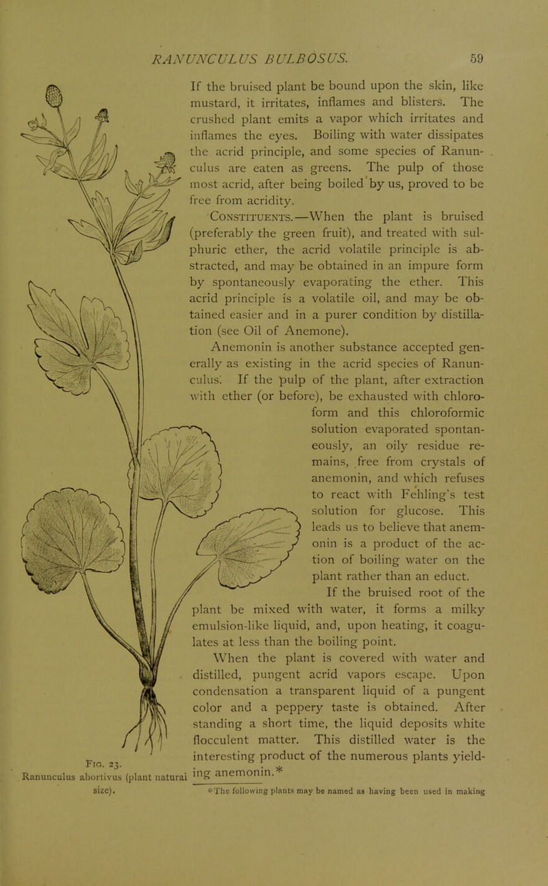 If the bruised plant be bound upon the skin, like mustard, it irritates, inflames and blisters. The crushed plant emits a vapor which irritates and inflames the eyes. Boiling with water dissipates the acrid principle, and some species of Ranun- culus are eaten as greens. The pulp of those most acrid, after being boiled by us, proved to be free from acridity. Constituents.—When the plant is bruised (preferably the green fruit), and treated with sul- phuric ether, the acrid volatile principle is ab- stracted, and may be obtained in an impure form by spontaneously evaporating the ether. This acrid principle is a volatile oil, and may be ob- tained easier and in a purer condition by distilla- tion (see Oil of Anemone). Anemonin is another substance accepted gen- erally as existing in the acrid species of Ranun- culus: If the pulp of the plant, after extraction with ether (or before), be exhausted with chloro- form and this chloroformic solution evaporated spontan- eously, an oily residue re- mains, free from crystals of anemonin, and which refuses to react with Fehling's test solution for glucose. This leads us to believe that anem- onin is a product of the ac- tion of boiling water on the plant rather than an educt. If the bruised root of the plant be mixed with water, it forms a milky emulsion-like liquid, and, upon heating, it coagu- lates at less than the boiling point. When the plant is covered with water and distilled, pungent acrid vapors escape. Upon condensation a transparent liquid of a pungent color and a peppery taste is obtained. After standing a short time, the liquid deposits white flocculent matter. This distilled water is the interesting product of the numerous plants yield- sic anunculus abortivus (plant natural mg anemonin. size). *The following plants may be named as having been used in making Fio. 23.