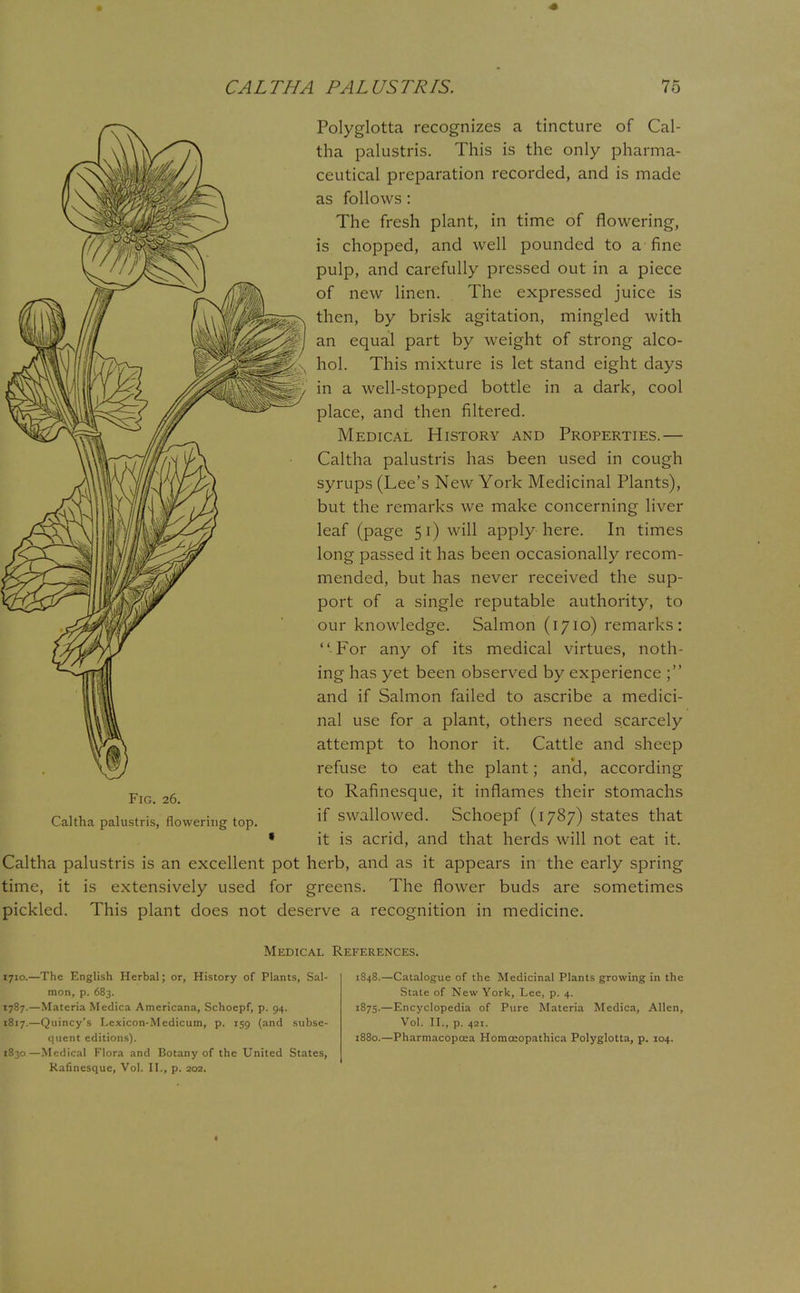 Polyglotta recognizes a tincture of Cal- tha palustris. This is the only pharma- ceutical preparation recorded, and is made as follows: The fresh plant, in time of flowering, is chopped, and well pounded to a fine pulp, and carefully pressed out in a piece of new linen. The expressed juice is then, by brisk agitation, mingled with an equal part by weight of strong alco- hol. This mixture is let stand eight days in a well-stopped bottle in a dark, cool place, and then filtered. Medical History and Properties.— Caltha palustris has been used in cough syrups (Lee's New York Medicinal Plants), but the remarks we make concerning liver leaf (page 51) will apply here. In times long passed it has been occasionally recom- mended, but has never received the sup- port of a single reputable authority, to our knowledge. Salmon (1710) remarks:  For any of its medical virtues, noth- ing has yet been observed by experience ; and if Salmon failed to ascribe a medici- nal use for a plant, others need scarcely attempt to honor it. Cattle and sheep refuse to eat the plant; and, according to Rafinesque, it inflames their stomachs if swallowed. Schoepf (1787) states that it is acrid, and that herds will not eat it. Caltha palustris is an excellent pot herb, and as it appears in the early spring time, it is extensively used for greens. The flower buds are sometimes pickled. This plant does not deserve a recognition in medicine. Fig. 26. Caltha palustris, flowering top. Medical References. 1710.—The English Herbal; or, History of Plants, Sal- mon, p. 683. 1787.—Materia Medica Americana, Schoepf, p. 94. 1817.—Quincy's Lexicon-Medicum, p. 159 (and subse- quent editions). 1830—Medical Flora and Botany of the United States, Rafinesque, Vol. II., p. 202. 1848.—Catalogue of the Medicinal Plants growing in the State of New York, Lee, p. 4. 1875.—Encyclopedia of Pure Materia Medica, Allen, Vol. II., p. 421. 1880.—Pharmacoposa Homceopathica Polyglotta, p. 104.