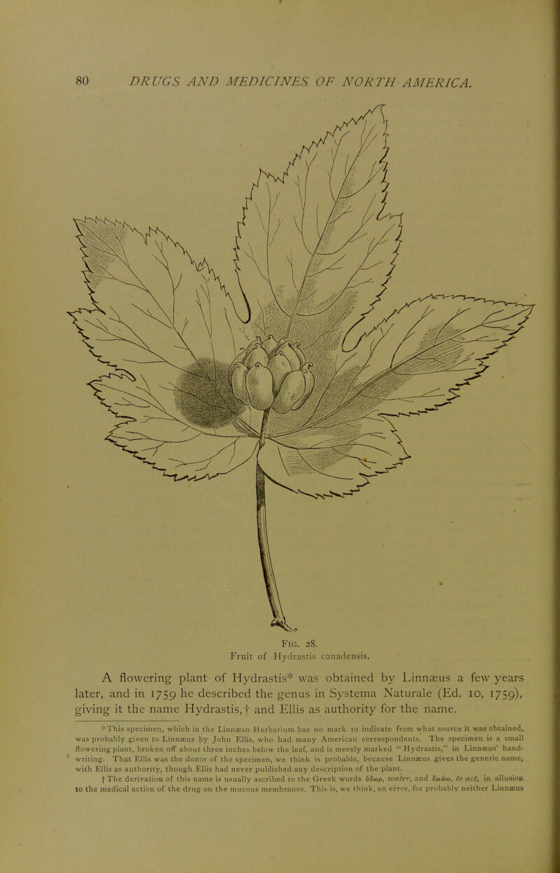 Fig. 28. Fruit of Hydrastis canadensis. A flowering plant of Hydrastis* was obtained by Linnaeus a few years later, and in 1759 he described the genus in Systema Naturale (Ed. 10, 1759), giving it the name Hydrastis, f and Ellis as authority for the name. !;'This specimen, which in the Linnscan Herbarium has no mark to indicate from what source it was obtained, was probably given to Linnaeus by John Ellis, who had many American correspondents. The specimen is a small flowering plant, broken off about three inches below the leaf, and is merely marked  Hydrastis, in Linnaeus' hand- writing. That Ellis was the donor of the specimen, we think is probable, because Linnaeus gives the generic name, with Ellis as authority, though Ellis had never published any description of the plant. fThe derivation of this name is usually ascribed to the Greek words vSu>p, wafer, and Sfxaui, to act, in allusion to the medical action of the drug on the mucous membranes. This is, we think, an error, for probably neither Linnaeus