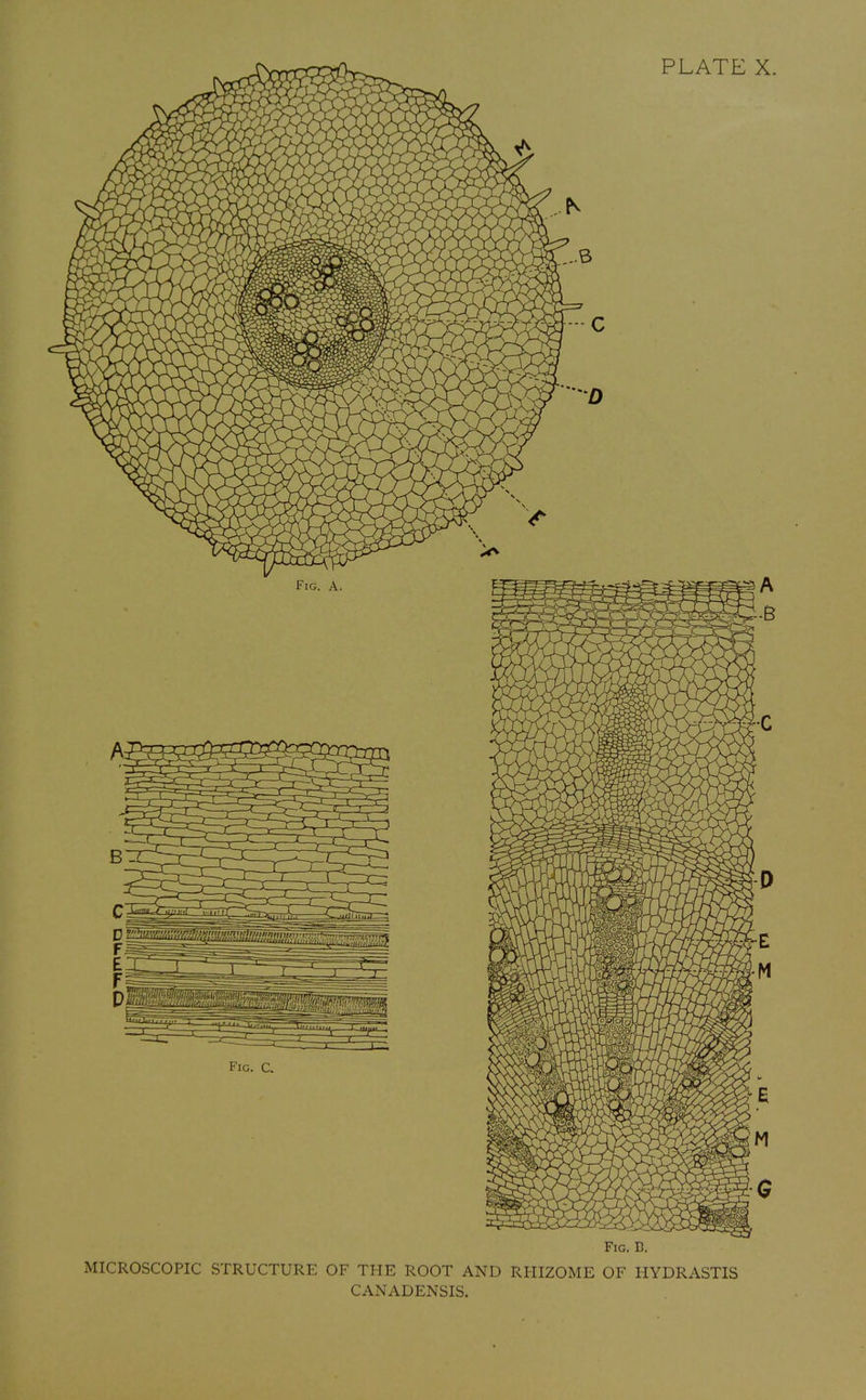 Fig. B. MICROSCOPIC STRUCTURE OF THE ROOT AND RHIZOME OF HYDRASTIS CANADENSIS.