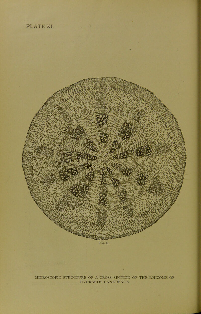 Fig. D, MICROSCOPIC STRUCTURE OF A CROSS SECTION OF THE RHIZOME OF HYDRASTIS CANADENSIS.