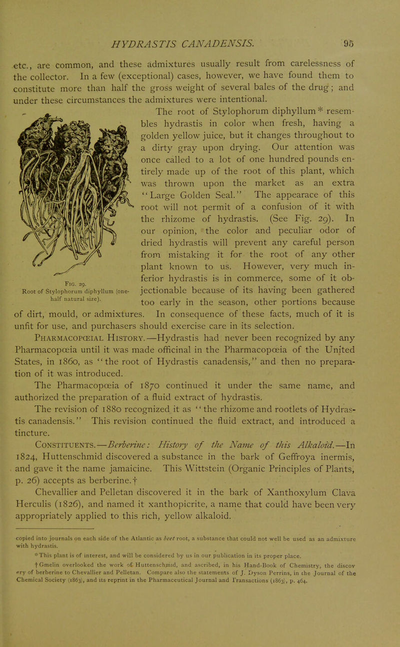etc., are common, and these admixtures usually result from carelessness of the collector. In a few (exceptional) cases, however, we have found them to constitute more than half the gross weight of several bales of the drug; and under these circumstances the admixtures were intentional. The root of Stylophorum diphyllum * resem- bles hydrastis in color when fresh, having a golden yellow juice, but it changes throughout to a dirty gray upon drying. Our attention was once called to a lot of one hundred pounds en- tirely made up of the root of this plant, which was thrown upon the market as an extra Large Golden Seal. The appearace of this root will not permit of a confusion of it with the rhizome of hydrastis. (See Fig. 29). In our opinion, the color and peculiar odor of dried hydrastis will prevent any careful person from mistaking it for the root of any other plant known to us. However, very much in- ferior hydrastis is in commerce, some of it ob- jectionable because of its having been gathered too early in the season, other portions because of dirt, mould, or admixtures. In consequence of these facts, much of it is unfit for use, and purchasers should exercise care in its selection. Pharmacopceial History.—Hydrastis had never been recognized by any Pharmacopoeia until it was made officinal in the Pharmacopoeia of the United States, in i860, as the root of Hydrastis canadensis, and then no prepara- tion of it was introduced. The Pharmacopoeia of 1870 continued it under the same name, and authorized the preparation of a fluid extract of hydrastis. The revision of 1880 recognized it as  the rhizome and rootlets of Hydras- tis canadensis. This revision continued the fluid extract, and introduced a tincture. Constituents.—Berbennc: History of the Name of this Alkaloid.—In 1824, Huttenschmid discovered a substance in the bark of Geffroya inermis, and gave it the name jamaicine. This Wittstein (Organic Principles of Plants, p. 26) accepts as berberine.f Chevallier and Pelletan discovered it in the bark of Xanthoxylum Clava Herculis (1826), and named it xanthopicrite, a name that could have been very appropriately applied to this rich, yellow alkaloid. Fig. 29. Root of Stylophorum diphyllum (one- half natural size). copied into journals on each side of the Atlantic as beet root, a substance that could not well be used as an admixture with hydrastis. *This plant is of interest, and will be considered by us in our publication in its proper place. fGmelin overlooked the work of Huttenschmid, and ascribed, in his Hand-Book of Chemistry, the discov ery of berberine to Chevallier and Pelletan. Compare also the statements of J. Dyson Perrins, in the Journal of the Chemical Society (1863), and tts reprint in the Pharmaceutical Journal and Transactions (1863), p. 464.