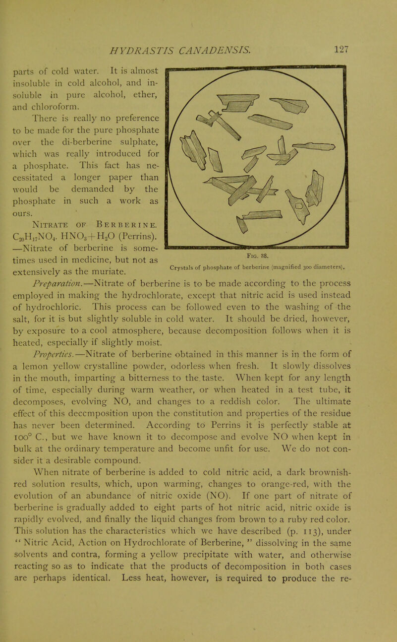 Fig. 38. Crystals of phosphate of berberine (magnified 300 diameters). parts of cold water. It is almost insoluble in cold alcohol, and in- soluble in pure alcohol, ether, and chloroform. There is really no preference to be made for the pure phosphate over the di-berberine sulphate, which was really introduced for a phosphate. This fact has ne- cessitated a longer paper than would be demanded by the phosphate in such a work as ours. Nitrate of Berberine. C2oH17N04. HN03+H20 (Perrins). —Nitrate of berberine is some- times used in medicine, but not as extensively as the muriate. Preparation.—Nitrate of berberine is to be made according to the process employed in making the hydrochlorate, except that nitric acid is used instead of hydrochloric. This process can be followed even to the washing of the salt, for it is but slightly soluble in cold water. It should be dried, however, by exposure to a cool atmosphere, because decomposition follows when it is heated, especially if slightly moist. Properties.—Nitrate of berberine obtained in this manner is in the form of a lemon yellow crystalline powder, odorless when fresh. It slowly dissolves in the mouth, imparting a bitterness to the taste. When kept for any length of time, especially during warm weather, or when heated in a test tube, it decomposes, evolving NO, and changes to a reddish color. The ultimate effect of this deccmposition upon the constitution and properties of the residue has never been determined. According to Perrins it is perfectly stable at ioo° C, but we have known it to decompose and evolve NO when kept in bulk at the ordinary temperature and become unfit for use. We do not con- sider it a desirable compound. When nitrate of berberine is added to cold nitric acid, a dark brownish- red solution results, which, upon warming, changes to orange-red, with the evolution of an abundance of nitric oxide (NO). If one part of nitrate of berberine is gradually added to eight parts of hot nitric acid, nitric oxide is rapidly evolved, and finally the liquid changes from brown to a ruby red color. This solution has the characteristics which we have described (p. 113), under  Nitric Acid, Action on Hydrochlorate of Berberine,  dissolving in the same solvents and contra, forming a yellow precipitate with water, and otherwise reacting so as to indicate that the products of decomposition in both cases are perhaps identical. Less heat, however, is required to produce the re-