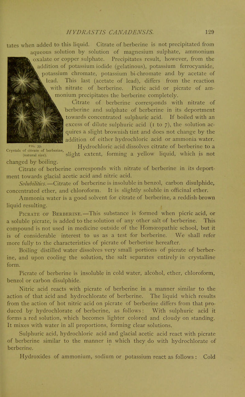 tates when added to this liquid. Citrate of berberine is not precipitated from aqueous solution by solution of magnesium sulphate, ammonium oxalate or copper sulphate. Precipitates result, however, from the addition of potassium iodide (gelatinous), potassium ferrocyanide, potassium chromate, potassium bi-chromate and by acetate of lead. This last (acetate of lead), differs from the reaction with nitrate of berberine. Picric acid or picrate of am- monium precipitates the berberine completely. Citrate of berberine corresponds with nitrate of berberine and sulphate of berberine in its deportment towards concentrated sulphuric acid. If boiled with an excess of dilute sulphuric acid (i to 7), the solution ac- quires a slight brownish tint and does not change by the addition of either hydrochloric acid or ammonia water. FIG- 39- Hydrochloric acid dissolves citrate of berberine to a Crystals of citrate of berberine, . .... .... (natural size). slight extent, forming a yellow liquid, which is not changed by boiling. Citrate of berberine corresponds with nitrate of berberine in its deport- ment towards glacial acetic acid and nitric acid. Solubilities.—Citrate of berberine is insoluble in benzol, carbon disulphide, concentrated ether, and chloroform. It is slightly soluble in officinal ether. Ammonia water is a good solvent for citrate of berberine, a reddish-brown liquid resulting. Picrate of Berberine.—This substance is formed when picric acid, or a soluble picrate, is added to the solution of any other salt of berberine. This compound is not used in medicine outside of the Homoeopathic school, but it is of considerable interest to us as a test for berberine. We shall refer more fully to the characteristics of picrate of berberine hereafter. Boiling distilled water dissolves very small portions of picrate of berber- ine, and upon cooling the solution, the salt separates entirely in crystalline form. Picrate of berberine is insoluble in cold water, alcohol, ether, chloroform, benzol or carbon disulphide. Nitric acid reacts with picrate of berberine in a manner similar to the action of that acid and hydrochlorate of berberine. The liquid which results from the action of hot nitric acid on picrate of berberine differs from that pro- duced by hydrochlorate of berberine, as follows: With sulphuric acid it forms a red solution, which becomes lighter colored and cloudy on standing. It mixes with water in all proportions, forming clear solutions. Sulphuric acid, hydrochloric acid and glacial acetic acid react with picrate of berberine similar to the manner in which they do with hydrochlorate of berberine. Hydroxides of ammonium, sodium or potassium react as follows : Cold