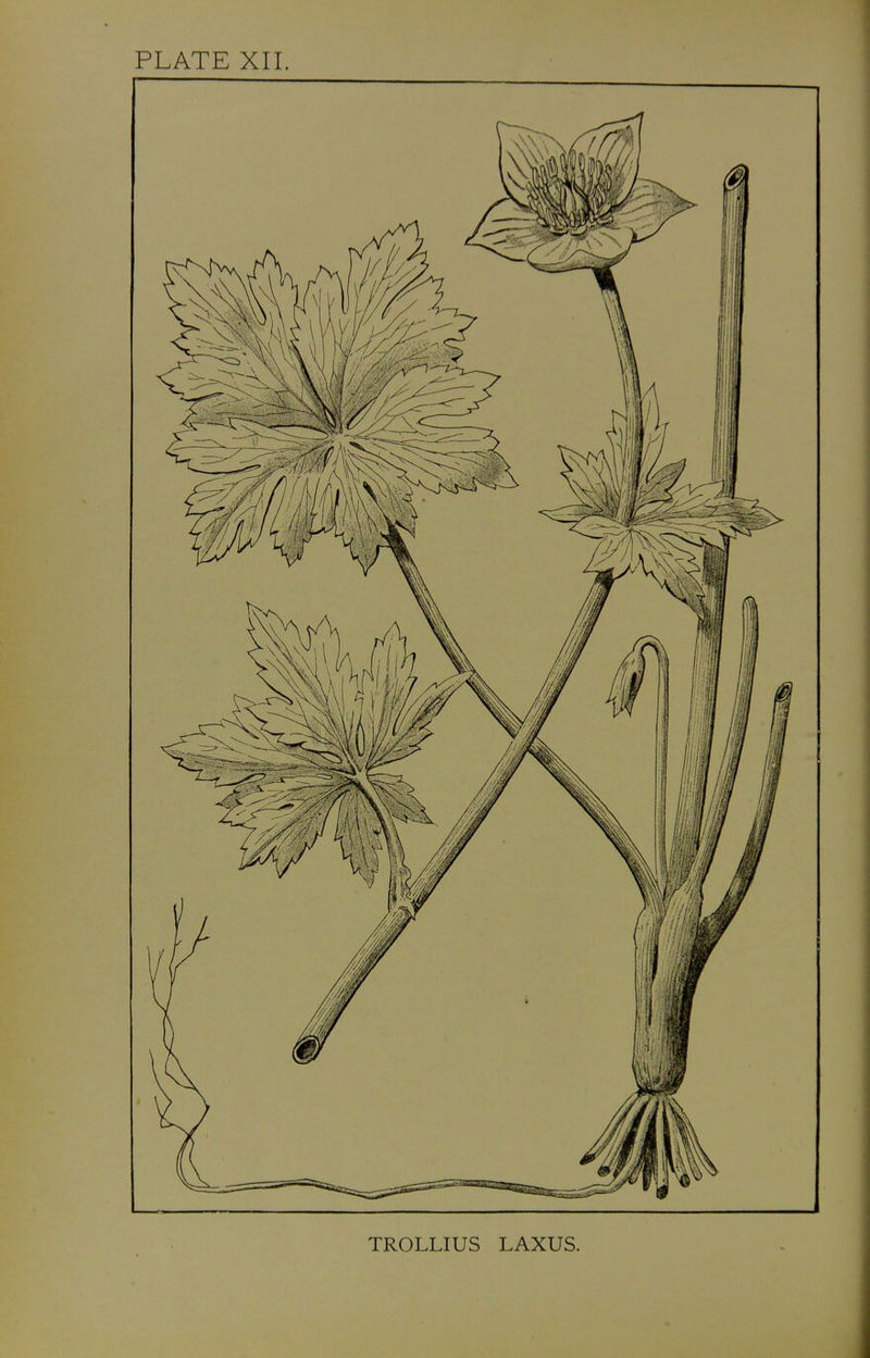 TROLLIUS LAXUS.