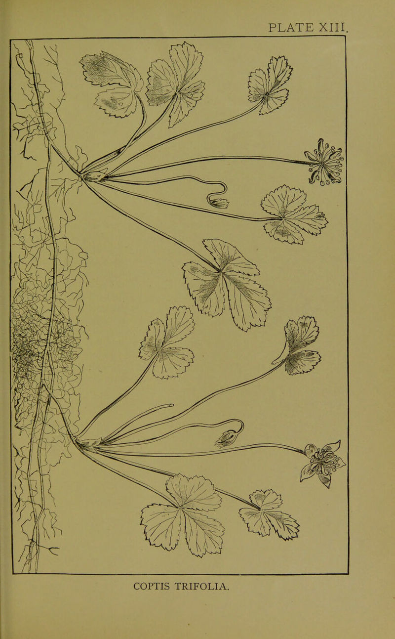 COPTIS TRIFOLIA.