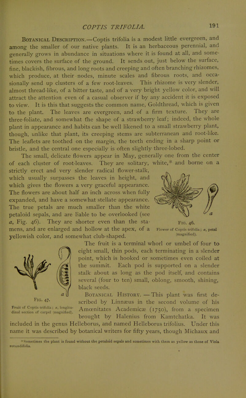Botanical Description.—Coptis trifolia is a modest little evergreen, and among the smaller of our native plants. It is an herbaceous perennial, and generally grows in abundance in situations where it is found at all, and some- times covers the surface of the ground. It sends out, just below the surface, fine, blackish, fibrous, and long roots and creeping and often branching rhizomes, which produce, at their nodes, minute scales and fibrous roots, and occa- sionally send up clusters of a few root-leaves. This rhizome is very slender, almost thread-like, of a bitter taste, and of a very bright yellow color, and will attract the attention even of a casual observer if by any accident it is exposed to view. It is this that suggests the common name, Goldthread, which is given to the plant. The leaves are evergreen, and of a firm texture. They are three-foliate, and somewhat the shape of a strawberry leaf; indeed, the whole plant in appearance and habits can be well likened to a small strawberry plant, though, unlike that plant, its creeping stems are subterranean and root-like. The leaflets are toothed on the margin, the teeth ending in a sharp point or bristle, and the central one especially is often slightly three-lobed. The small, delicate flowers appear in May, generally one from the center of each cluster of root-leaves. They are solitary, white,* and borne on a strictly erect and very slender radical flower-stalk, which usually surpasses the leaves in height, and which gives the flowers a very graceful appearance. The flowers are about half an inch across when fully expanded, and have a somewhat stellate appearance. The true petals are much smaller than the white petaloid sepals, and are liable to be overlooked (see a, Fig. 46). They are shorter even than the sta- mens, and are enlarged and hollow at the apex, of a yellowish color, and somewhat club-shaped. The fruit is a terminal whorl or umbel of four to eight small, thin pods, each terminating in a slender point, which is hooked or sometimes even coiled at the summit. Each pod is supported on a slender stalk about as long as the pod itself, and contains several (four to ten) small, oblong, smooth, shining, black seeds. Botanical History. —This plant was first de- scribed by Linnaeus in the second volume of his Amcenitates Academicae (1750), from a specimen brought by Halenius from Kamtchatka. It was included in the genus Helleborus, and named Helleborus trifolius. Under this name it was described by botanical writers for fifty years, though Michaux and Fig. 46. Flower of Coptis trifolia ; a, petal (magnified). Fig. 47. Fruit of Coptis trifolia ; a, longitu- dinal section of carpel (magnified). * Sometimes the plant is found without the petaloid sepals and sometimes with them as yellow as those of Viola rotundifolia.