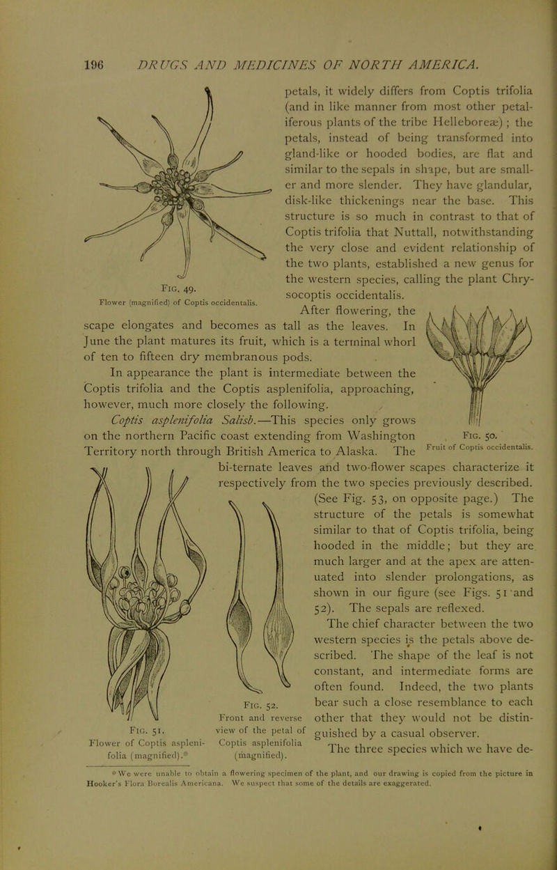 Fig. 49. Flower (magnified) of Coptis occidentalis. petals, it widely differs from Coptis trifolia (and in like manner from most other petal- iferous plants of the tribe Helleboreae) ; the petals, instead of being transformed into gland-like or hooded bodies, are flat and similar to the sepals in shape, but are small- er and more slender. They have glandular, disk-like thickenings near the base. This structure is so much in contrast to that of Coptis trifolia that Nuttall, notwithstanding the very close and evident relationship of the two plants, established a new genus for the western species, calling the plant Chry- socoptis occidentalis. After flowering, the scape elongates and becomes as tall as the leaves. In June the plant matures its fruit, which is a terminal whorl of ten to fifteen dry membranous pods. In appearance the plant is intermediate between the Coptis trifolia and the Coptis asplenifolia, approaching, however, much more closely the following. Coptis asplenifolia Salisb.—This species only grows on the northern Pacific coast extending from Washington Territory north through British America to Alaska. The bi-ternate leaves and two-flower scapes characterize it respectively from the two species previously described. (See Fig. 53, on opposite page.) The structure of the petals is somewhat similar to that of Coptis trifolia, being hooded in the middle; but they are. much larger and at the apex are atten- uated into slender prolongations, as shown in our figure (see Figs. 51 and 52). The sepals are reflexed. The chief character between the two western species is the petals above de- scribed. The shape of the leaf is not constant, and intermediate forms are often found. Indeed, the two plants bear such a close resemblance to each other that they would not be distin- viewof the petal of gUjsned by a casual observer. The three species which we have de- Fig. 50. Fruit of Coptis occidentalis. Fig. 52. Front and reverse Fig. 51. Flower of Coptis aspleni- folia (magnified).5'' Coptis asplenifolia (magnified). * We were unable to obtain a flowering specimen of the plant, and our drawing is copied from the picture in Hooker's Flora Borcalis Americana. We suspect that some of the details are exaggerated.