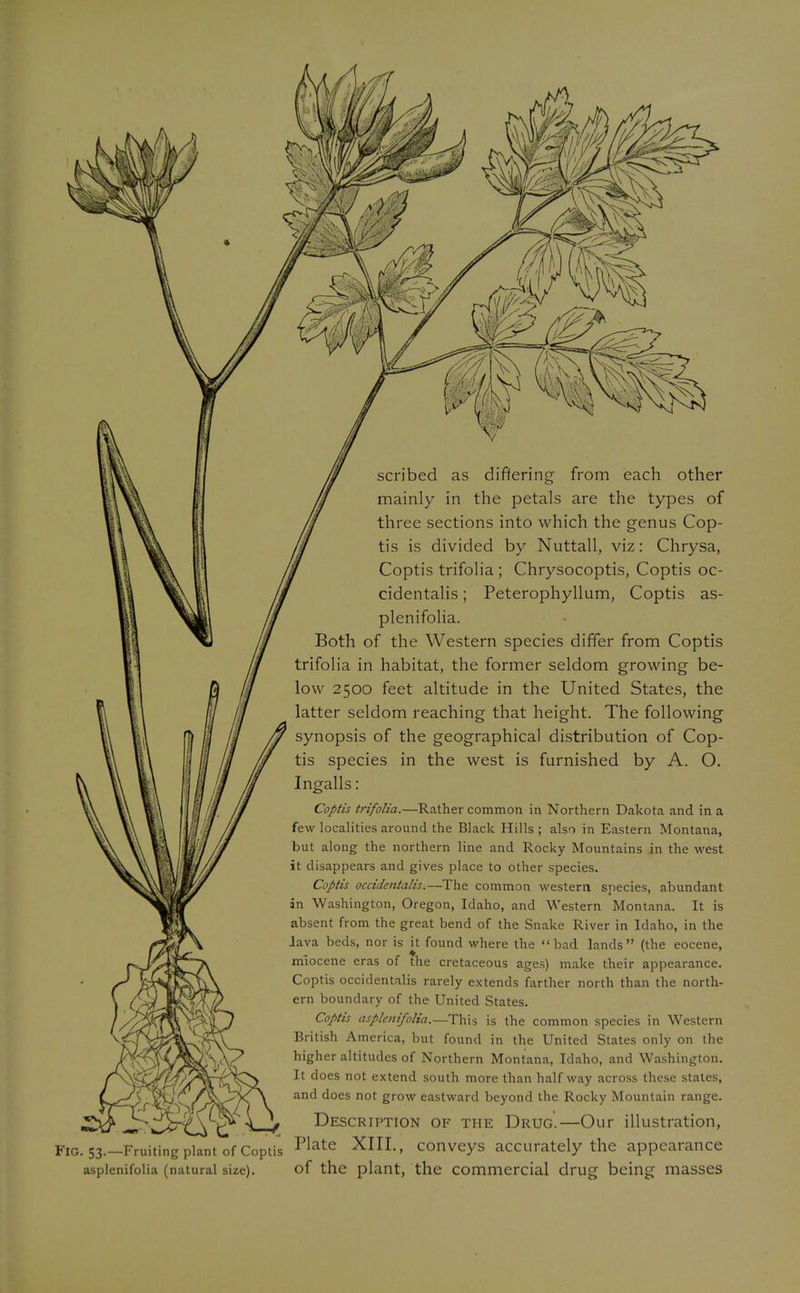 scribed as differing- from each other mainly in the petals are the types of three sections into which the genus Cop- tis is divided by Nuttall, viz: Chrysa, Coptis trifolia ; Chrysocoptis, Coptis oc- cidentalis; Peterophyllum, Coptis as- plenifolia. Both of the Western species differ from Coptis trifolia in habitat, the former seldom growing be- low 2500 feet altitude in the United States, the latter seldom reaching that height. The following synopsis of the geographical distribution of Cop- tis species in the west is furnished by A. O. Ingalls: Coptis trifolia.—Rather common in Northern Dakota and in a few localities around the Black Hills; also in Eastern Montana, but along the northern line and Rocky Mountains in the west it disappears and gives place to other species. Coptis occidentalis.—The common western species, abundant in Washington, Oregon, Idaho, and Western Montana. It is absent from the great bend of the Snake River in Idaho, in the lava beds, nor is it found where the bad lands (the eocene, nriocene eras of the cretaceous ages) make their appearance. Coptis occidentalis rarely extends farther north than the north- ern boundary of the United States. Coptis asplenifolia.—This is the common species in Western British America, but found in the United States only on the higher altitudes of Northern Montana, Idaho, and Washington. It does not extend south more than half way across these stales, and does not grow eastward beyond the Rocky Mountain range. Description of the Drug.—Our illustration, Plate XIII., conveys accurately the appearance of the plant, the commercial drug being masses