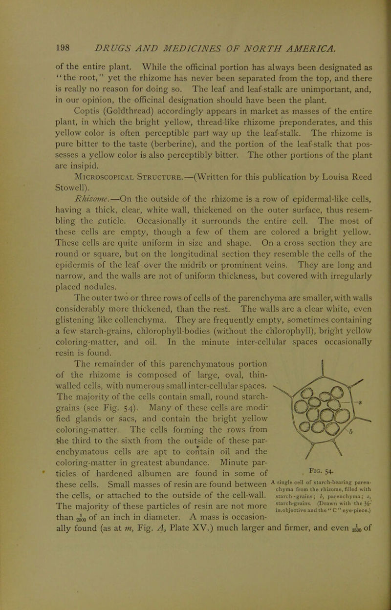 of the entire plant. While the officinal portion has always been designated as the root, yet the rhizome has never been separated from the top, and there is really no reason for doing so. The leaf and leaf-stalk are unimportant, and, in our opinion, the officinal designation should have been the plant. Coptis (Goldthread) accordingly appears in market as masses of the entire plant, in which the bright yellow, thread-like rhizome preponderates, and this yellow color is often perceptible part way up the leaf-stalk. The rhizome is pure bitter to the taste (berberine), and the portion of the leaf-stalk that pos- sesses a yellow color is also perceptibly bitter. The other portions of the plant are insipid. Microscopical Structure.—(Written for this publication by Louisa Reed Stowell). Rhizome.—On the outside of the rhizome is a row of epidermal-like cells, having a thick, clear, white wall, thickened on the outer surface, thus resem- bling the cuticle. Occasionally it surrounds the entire cell. The most of these cells are empty, though a few of them are colored a bright yellow. These cells are quite uniform in size and shape. On a cross section they are round or square, but on the longitudinal section they resemble the cells of the epidermis of the leaf over the midrib or prominent veins. They are long and narrow, and the walls are not of uniform thickness, but covered with irregularly placed nodules. The outer two or three rows of cells of the parenchyma are smaller, with walls considerably more thickened, than the rest. The walls are a clear white, even glistening like collenchyma. They are frequently empty, sometimes containing a few starch-grains, chlorophyll-bodies (without the chlorophyll), bright yellow coloring-matter, and oil. In the minute inter-cellular spaces occasionally resin is found. The remainder of this parenchymatous portion of the rhizome is composed of large, oval, thin- walled cells, with numerous small inter-cellular spaces. The majority of the cells contain small, round starch- grains (see Fig. 54). Many of these cells are modi fied glands or sacs, and contain the bright yellow coloring-matter. The cells forming the rows from the third to the sixth from the outside of these par- enchymatous cells are apt to contain oil and the coloring-matter in greatest abundance. Minute par- ticles of hardened albumen are found in some of these cells. Small masses of resin are found between A s'ns,e cel1 of starch-bearing pare* chyma from the rhizome, filled with the Cells, Or attached tO the OUtside Of the Cell-Wall. starch-grains; b, parenchyma; s, The majority of these particles of resin are not more sta-h-grains- (Drawn with the # J J r in.objective and the' C eye-piece.) than 2000 °f an mcn m diameter. A mass is occasion- ally found (as at m, Fig. A, Plate XV.) much larger and firmer, and even ^ of Fig. 54.