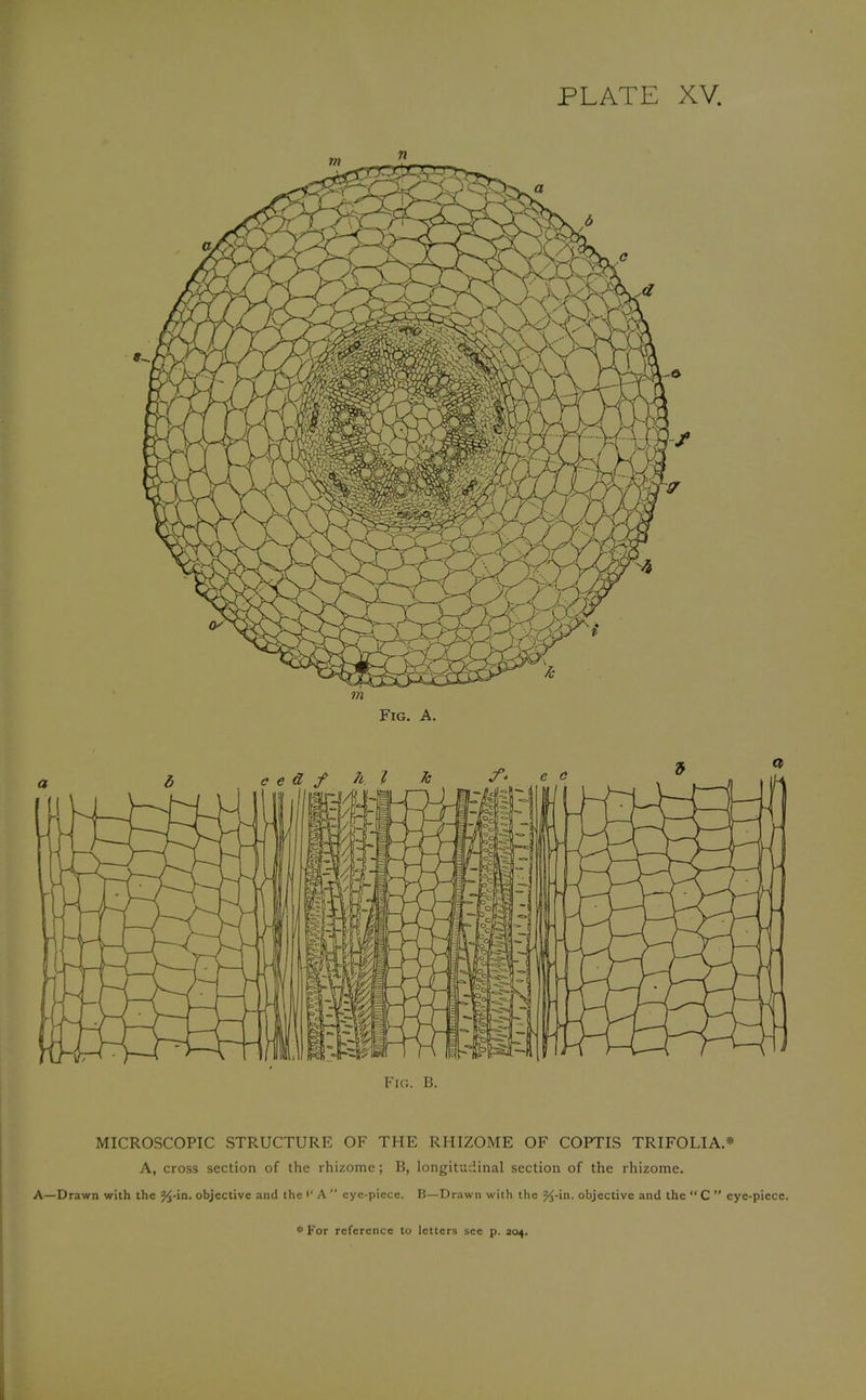 MICROSCOPIC STRUCTURE OF THE RHIZOME OF COPTIS TRIFOLIA* A, cross section of the rhizome; B, longitudinal section of the rhizome. A—Drawn with the %-in. objective and the (' A  eye-piece. B—Drawn with the %-in. objective and the  C  eye-piece. * For reference to letters see p. 304.