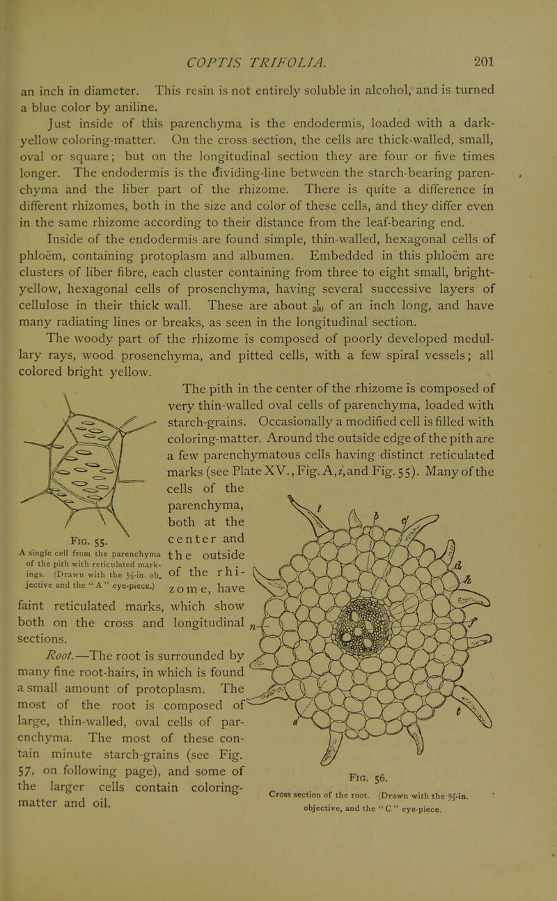 an inch in diameter. This resin is not entirely soluble in alcohol, and is turned a blue color by aniline. Just inside of this parenchyma is the endodermis, loaded with a dark- yellow coloring-matter. On the cross section, the cells are thick-walled, small, oval or square; but on the longitudinal section they are four or five times longer. The endodermis is the dividing-line between the starch-bearing paren- chyma and the liber part of the rhizome. There is quite a difference in different rhizomes, both in the size and color of these cells, and they differ even in the same rhizome according to their distance from the leaf-bearing end. Inside of the endodermis are found simple, thin-walled, hexagonal cells of phloem, containing protoplasm and albumen. Embedded in this phloem are clusters of liber fibre, each cluster containing from three to eight small, bright- yellow, hexagonal cells of prosenchyma, having several successive layers of cellulose in their thick wall. These are about 3J0 of an inch long, and have many radiating lines or breaks, as seen in the longitudinal section. The woody part of the rhizome is composed of poorly developed medul- lary rays, wood prosenchyma, and pitted cells, with a few spiral vessels; all colored bright yellow. The pith in the center of the rhizome is composed of very thin-walled oval cells of parenchyma, loaded with starch-grains. Occasionally a modified cell is filled with coloring-matter. Around the outside edge of the pith are a few parenchymatous cells having distinct reticulated marks (see Plate XV., Fig. A, i, and Fig. 5 5). Many of the cells of the parenchyma, both at the Fig. 55. center and A single cell from the parenchyma the Outside of the pith with reticulated mark- _ , . ings. (Drawn with the y8-in. ob. O* the r il 1 - jective and the  A  eye-piece.) z O m e have faint reticulated marks, which show both on the cross and longitudinal n sections. Root.—The root is surrounded by many fine root-hairs, in which is found a small amount of protoplasm. The most of the root is composed of large, thin-walled, oval cells of par- enchyma. The most of these con- tain minute starch-grains (see Fig. 57, on following page), and some of F the larger cells contain coloring- Cross section of the root. (Drawn with the ?<-in. matter and oil. objcctivc> and the „ c „ eyc.piecc 56.
