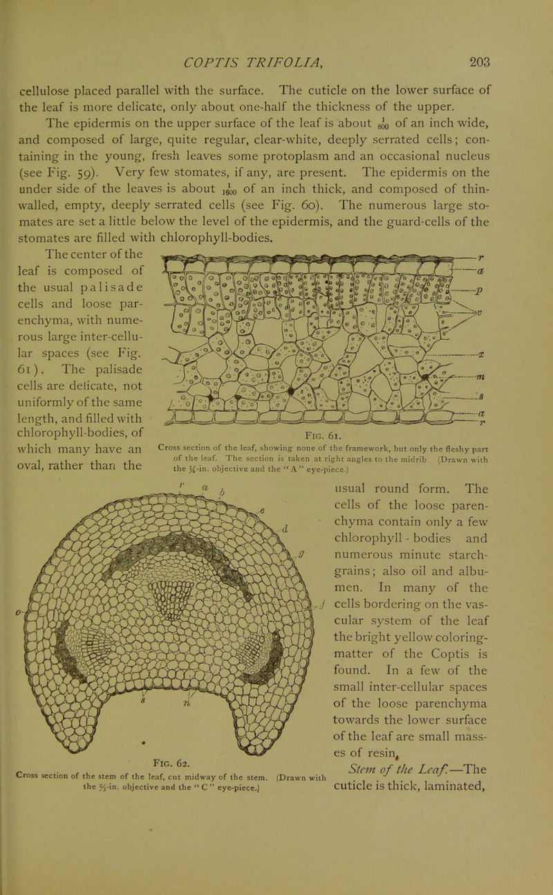 cellulose placed parallel with the surface. The cuticle on the lower surface of the leaf is more delicate, only about one-half the thickness of the upper. The epidermis on the upper surface of the leaf is about ^ of an inch wide, and composed of large, quite regular, clear-white, deeply serrated cells; con- taining in the young, fresh leaves some protoplasm and an occasional nucleus (see Fig. 59). Very few stomates, if any, are present. The epidermis on the under side of the leaves is about ]6o0 of an inch thick, and composed of thin- walled, empty, deeply serrated cells (see Fig. 60). The numerous large sto- mates are set a little below the level of the epidermis, and the guard-cells of the stomates are filled with chlorophyll-bodies. The center of the leaf is composed of the usual palisade cells and loose par- enchyma, with nume- rous large inter-cellu- lar spaces (see Fig. 61). The palisade cells are delicate, not uniformly of the same length, and filled with chlorophyll-bodies, of Fig. 61. which many have an Cross section of the leaf, showing none of the framework, but only the fleshy part 1 f Vi <-U °f the 'eaf' 'rlle sect'on 's ta^en at right angles to the midrib (Drawn with OVal, ratlier tnan the the J^-in. objective and the A eye-piece.) usual round form. The cells of the loose paren- chyma contain only a few chlorophyll - bodies and numerous minute starch- grains; also oil and albu- men. In many of the cells bordering on the vas- cular system of the leaf the bright yellow coloring- matter of the Coptis is found. In a few of the small inter-cellular spaces of the loose parenchyma towards the lower surface of the leaf are small mass- es of resin, - , . , , ,F*G62'. , Stem of the Leaf.—The Cross section of the stem of the leaf, cut midway of the stem. (Drawn with . . , . the %-in. objective and the  C eye-piece.) cuticle is thick, laminated,