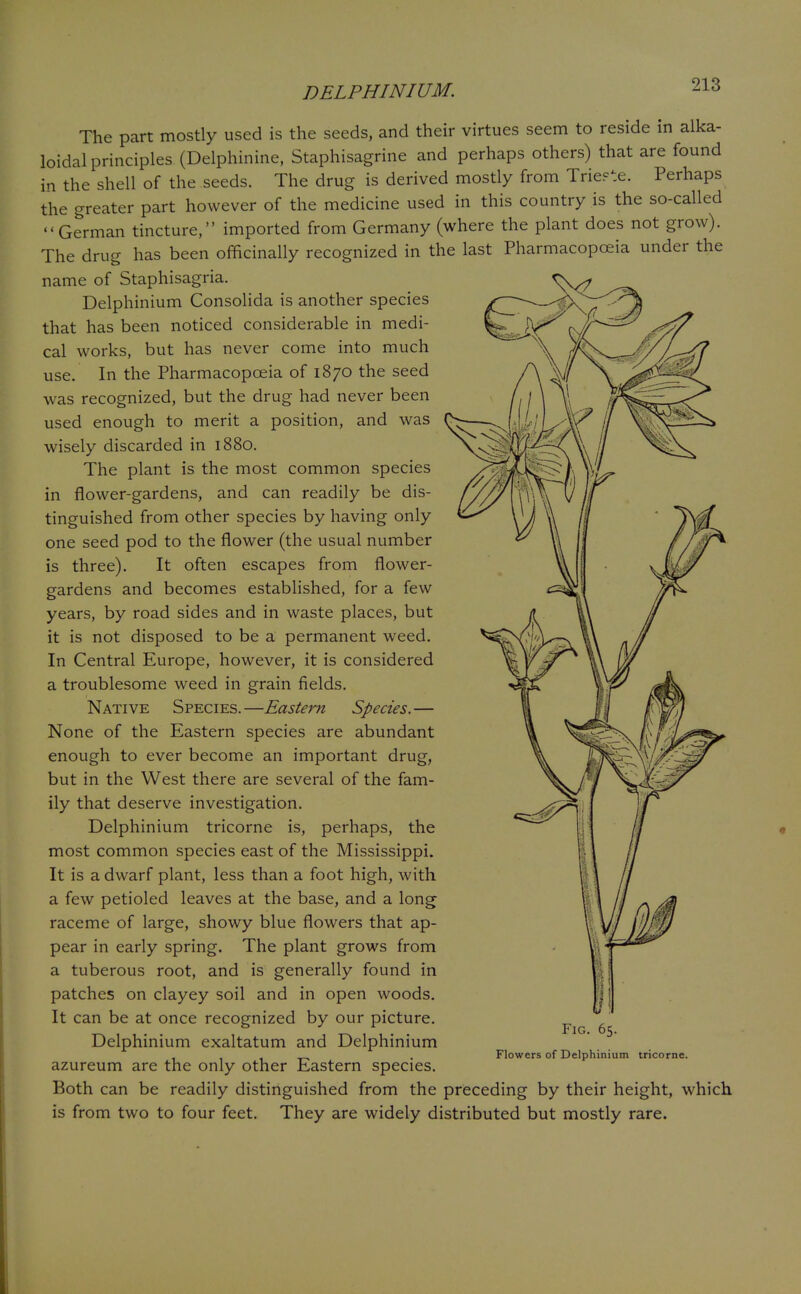 DELPHINIUM. The part mostly used is the seeds, and their virtues seem to reside in alka- loidal principles (Delphinine, Staphisagrine and perhaps others) that are found in the shell of the seeds. The drug is derived mostly from Trieete. Perhaps the greater part however of the medicine used in this country is the so-called  German tincture, imported from Germany (where the plant does not grow). The drug has been officinally recognized in the last Pharmacopoeia under the name of Staphisagria. Delphinium Consolida is another species that has been noticed considerable in medi- cal works, but has never come into much In the Pharmacopoeia of 1870 the seed use. was recognized, but the drug had never been used enough to merit a position, and was wisely discarded in 1880. The plant is the most common species in flower-gardens, and can readily be dis- tinguished from other species by having only one seed pod to the flower (the usual number is three). It often escapes from flower- gardens and becomes established, for a few years, by road sides and in waste places, but it is not disposed to be a permanent weed. In Central Europe, however, it is considered a troublesome weed in grain fields. Native Species.—Eastern Species.— None of the Eastern species are abundant enough to ever become an important drug, but in the West there are several of the fam- ily that deserve investigation. Delphinium tricorne is, perhaps, the most common species east of the Mississippi. It is a dwarf plant, less than a foot high, with a few petioled leaves at the base, and a long raceme of large, showy blue flowers that ap- pear in early spring. The plant grows from a tuberous root, and is generally found in patches on clayey soil and in open woods. It can be at once recognized by our picture. Delphinium exaltatum and Delphinium azureum are the only other Eastern species. Both can be readily distinguished from the preceding by their height, which is from two to four feet. They are widely distributed but mostly rare. Fig. 65. Flowers of Delphinium tricorne.