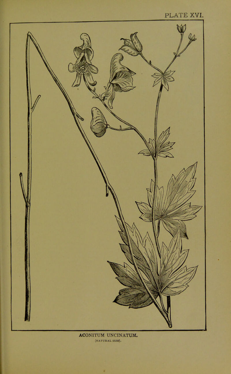 ACONITUM UNCINATUM. (natural size).