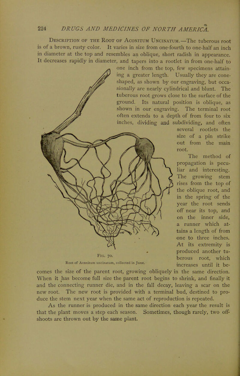 Description of the Root of Aconitum Uncinatum.—The tuberous root is of a brown, rusty color. It varies in size from one-fourth to one-half an inch in diameter at the top and resembles an oblique, short radish in appearance. It decreases rapidly in diameter, and tapers into a rootlet in from one-half to one inch from the top, few specimens attain- ing a greater length. Usually they are cone- shaped, as shown by our engraving, but occa- sionally are nearly cylindrical and blunt. The tuberous root grows close to the surface of the ground. Its natural position is oblique, as shown in our engraving. The terminal root often extends to a depth of from four to six inches, dividing and subdividing, and often several rootlets the pin strike the main Fig. 70. Root of Aconitum uncinatum, collected in June. size of a out from root. The method of propagation is pecu- liar and interesting. The growing stem rises from the top of the oblique root, and in the spring of the year the root sends off near its top, and on the inner side, a runner which at- tains a length of from one to three inches. At its extremity is produced another tu- berous root, which increases until it be- comes the size of the parent root, growing obliquely in the same direction. When it has become full size the parent root begins to shrink, and finally it and the connecting runner die, and in the fall decay, leaving a scar on the new root. The new root is provided with a terminal bud, destined to pro- duce the stem next year when the same act of reproduction is repeated. As the runner is produced in the same direction each year the result is that the plant moves a step each season. Sometimes, though rarely, two off- shoots are thrown out by the same plant.