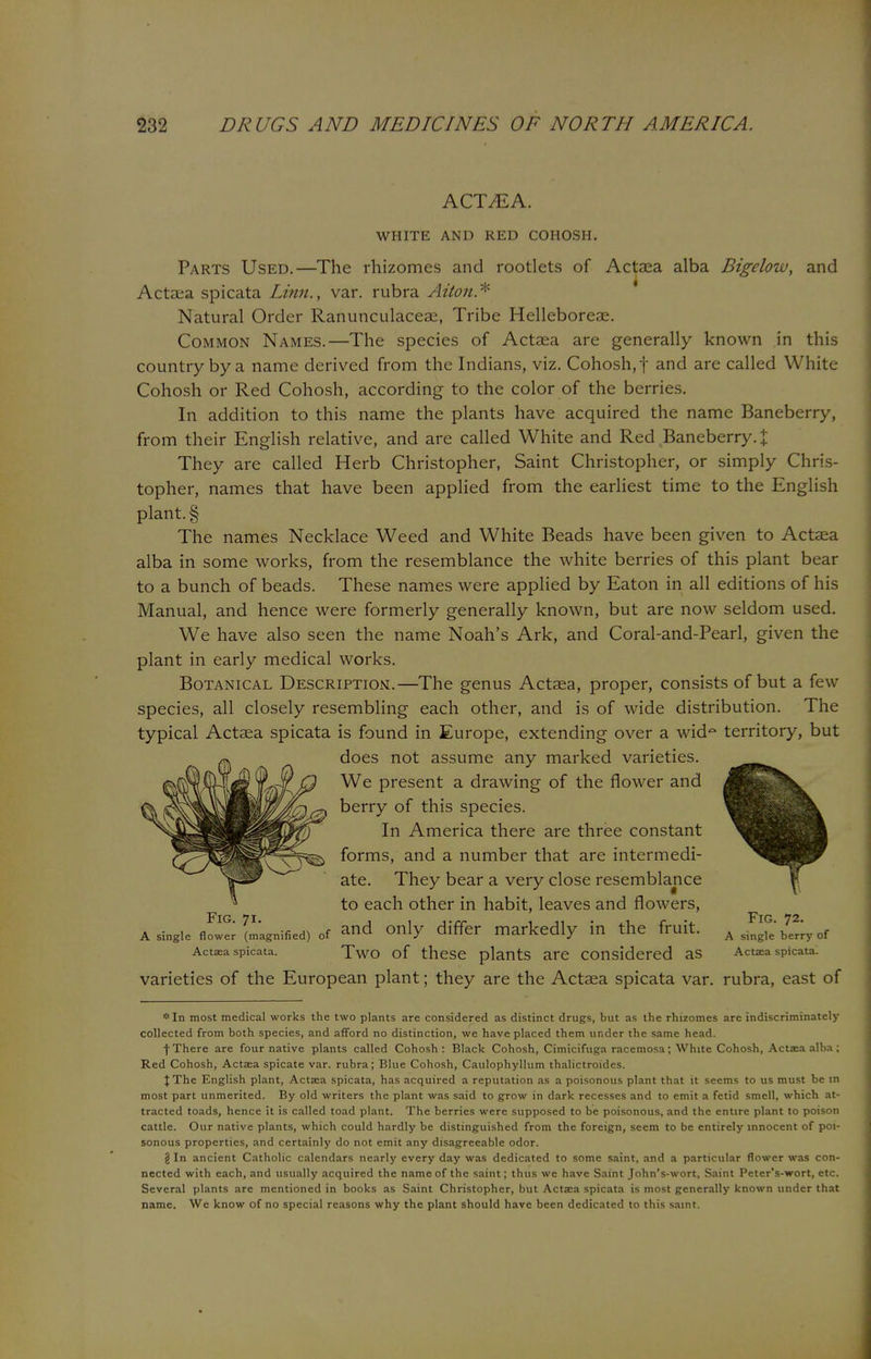 ACT^A. WHITE AND RED COHOSH. Parts Used.—The rhizomes and rootlets of Actaea alba Bigelow, and Actaea spicata Linn., var. rubra Aiton* Natural Order Ranunculaceae, Tribe Helleborese. Common Names.—The species of Actaea are generally known in this country by a name derived from the Indians, viz. Cohosh, f and are called White Cohosh or Red Cohosh, according to the color of the berries. In addition to this name the plants have acquired the name Baneberry, from their English relative, and are called White and Red Baneberry. % They are called Herb Christopher, Saint Christopher, or simply Chris- topher, names that have been applied from the earliest time to the English plant. § The names Necklace Weed and White Beads have been given to Actaea alba in some works, from the resemblance the white berries of this plant bear to a bunch of beads. These names were applied by Eaton in all editions of his Manual, and hence were formerly generally known, but are now seldom used. We have also seen the name Noah's Ark, and Coral-and-Pearl, given the plant in early medical works. Botanical Description.—The genus Actaea, proper, consists of but a few species, all closely resembling each other, and is of wide distribution. The typical Actaea spicata is found in Europe, extending over a wid° territory, but does not assume any marked varieties. ^rr*^. We present a drawing of the flower and ^^E^^ berry of this species. In America there are three constant ^BBwn forms, and a number that are intermedi- ^^j^i^r ate. They bear a very close resemblance ^ to each other in habit, leaves and flowers, A single flower ^magnified) of alld 0mY differ markedly in the fruit. A^'^ryof Actaea spicata. TWO of these plants are Considered aS Actaea spicata. varieties of the European plant; they are the Actaea spicata var. rubra, east of *ln most medical works the two plants are considered as distinct drugs, but as the rhizomes are indiscriminately- collected from both species, and afford no distinction, we have placed them under the same head. \ There are four native plants called Cohosh: Black Cohosh, Cimicifuga racemosa; White Cohosh, Actaea alba; Red Cohosh, Actaea spicate var. rubra; Blue Cohosh, Caulophyllum thalictroides. JThe English plant, Actaea spicata, has acquired a reputation as a poisonous plant that it seems to us must be in most part unmerited. By old writers the plant was said to grow in dark recesses and to emit a fetid smell, which at- tracted toads, hence it is called toad plant. The berries were supposed to be poisonous, and the entire plant to poison cattle. Our native plants, which could hardly be distinguished from the foreign, seem to be entirely innocent of poi- sonous properties, and certainly do not emit any disagreeable odor. § In ancient Catholic calendars nearly every day was dedicated to some saint, and a particular flower was con- nected with each, and usually acquired the name of the saint; thus we have Saint John's-wort, Saint Peter's-wort, etc. Several plants are mentioned in books as Saint Christopher, but Actasa spicata is most generally known under that name. We know of no special reasons why the plant should have been dedicated to this saint.