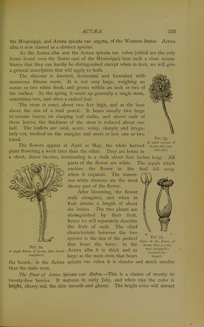 Fig. 73. A small raceme of Actaea alba (nat- ural size). the Mississippi, and Actaea spicata var. arguta, of the Western States. Actaea alba is now classed as a distinct species. As the Actaea alba and the Actaea spicata var. rubra (which are the only forms found over the States east of the Mississippi) bear such a close resem- blance that they can hardly be distinguished except when in fruit, we will give a general description that will apply to both. The rhizome is knotted, horizontal and furnished with numerous fibrous roots. It is not very large, weighing an ounce or two when fresh, and grows within an inch or two of the surface. In the spring it sends up generally a single stem, sometimes two, and often a radical leaf. The stem is erect, about two feet high, and at the base about the size of a lead pencil. It bears usually two large tri-ternate leaves, on clasping leaf stalks, and above each of these leaves, the thickness of the stem is reduced about one half. The leaflets are oval, acute, veiny, sharply and irregu- larly cut, toothed on the margins and more or less one or two lobed. The flowers appear in April or May, the white berried plant flowering a week later than the other. They are borne in a short, dense raceme, terminating in a stalk about four inches long. All parts of the flower are white. The sepals which enclose the flower in the bud fall away when it expands. The numer- ous white stamens are the most showy part of the flower. After blooming, the flower stalk elongates, and when in fruit attains a length of about six inches. The two plants are distinguished by their fruit, hence we will separately describe the fruit of each. The chief characteristic between the two species is the size of the pedicel that bears the berry; in the Actaea alba it is thick and as large as the main stem that bears the bunch; in the Actaea spicata var. rubra it is slender and much smaller than the main stem. The Fruit of Acttza Spicata var. Rubra.—This is a cluster of twenty to twenty-four berries. It matures in early July, and when ripe the color is bright, cherry red, the skin smooth and glossy. The bright color will attract Fig. 74. A single flower of Actaea alba (much magnified). Fig. 75. Parts of the flower of Actaea alba; a, a sta- men (enlarged); b, a pistil (en- larged).