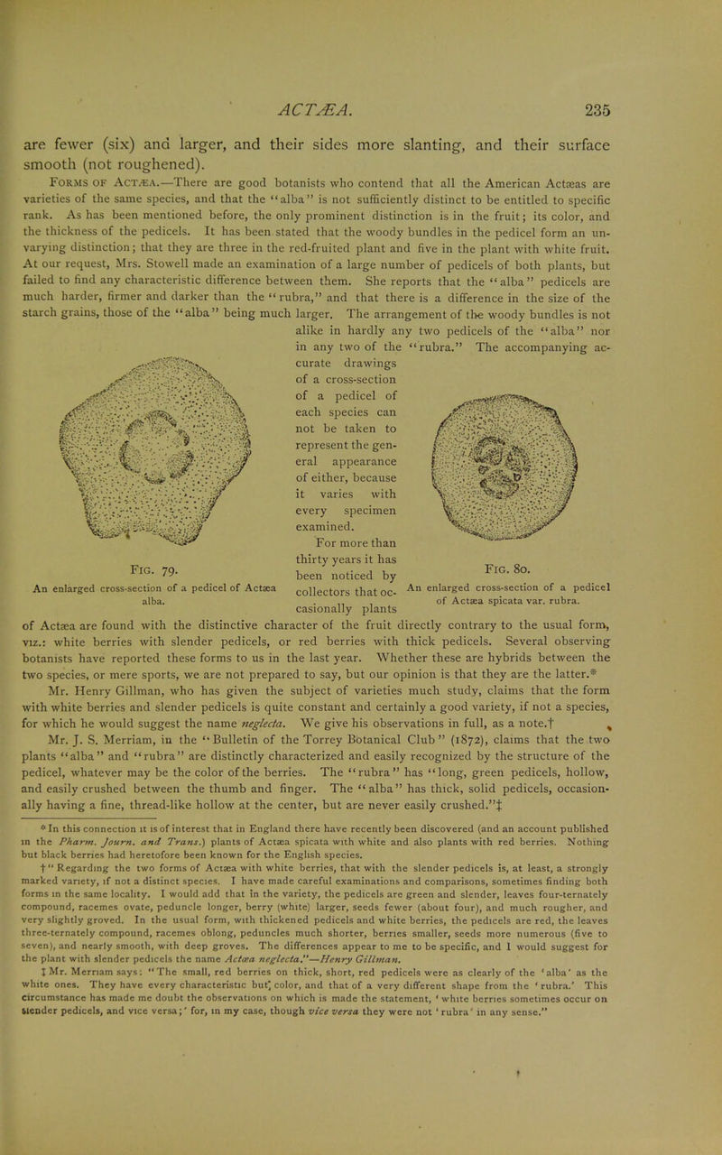are fewer (six) and larger, and their sides more slanting, and their surface smooth (not roughened). Forms of Actvea.—There are good botanists who contend that all the American Actaeas are varieties of the same species, and that the alba is not sufficiently distinct to be entitled to specific rank. As has been mentioned before, the only prominent distinction is in the fruit; its color, and the thickness of the pedicels. It has been stated that the woody bundles in the pedicel form an un- varying distinction; that they are three in the red-fruited plant and five in the plant with white fruit. At our request, Mrs. Stowell made an examination of a large number of pedicels of both plants, but failed to find any characteristic difference between them. She reports that the alba pedicels are much harder, firmer and darker than the rubra, and that there is a difference in the size of the starch grains, those of the alba being much larger. The arrangement of the woody bundles is not alike in hardly any two pedicels of the alba nor in any two of the rubra. The accompanying ac- curate drawings of a cross-section of a pedicel of each species can not be taken to represent the gen- eral appearance of either, because it varies with every specimen examined. For more than thirty years it has been noticed by collectors that oc- casionally plants of Actsea are found with the distinctive character of the fruit directly contrary to the usual form, viz.: white berries with slender pedicels, or red berries with thick pedicels. Several observing botanists have reported these forms to us in the last year. Whether these are hybrids between the two species, or mere sports, we are not prepared to say, but our opinion is that they are the latter.® Mr. Henry Gillman, who has given the subject of varieties much study, claims that the form with white berries and slender pedicels is quite constant and certainly a good variety, if not a species, for which he would suggest the name neglecta. We give his observations in full, as a note.f % Mr. J. S. Merriam, in the Bulletin of the Torrey Botanical Club (1872), claims that the two plants alba and rubra are distinctly characterized and easily recognized by the structure of the pedicel, whatever may be the color of the berries. The rubra has long, green pedicels, hollow, and easily crushed between the thumb and finger. The alba has thick, solid pedicels, occasion- ally having a fine, thread-like hollow at the center, but are never easily crushed.:}: Fig. 79. An enlarged cross-section of a pedicel of Aetata alba. Fig. 80. An enlarged cross-section of a pedicel of Aetata spicata var. rubra. *In this connection it is of interest that in England there have recently been discovered (and an account published in the Phartn. Journ. and Trans.) plants of Actsa spicata with white and also plants with red berries. Nothing but black berries had heretofore been known for the English species. t Regarding the two forms of Aetata with white berries, that with the slender pedicels is, at least, a strongly marked variety, if not a distinct species. I have made careful examinations and comparisons, sometimes finding both forms in the same locality. I would add that in the variety, the pedicels are green and slender, leaves four-ternatcly compound, racemes ovate, peduncle longer, berry (white) larger, seeds fewer (about four), and much rougher, and very slightly groved. In the usual form, with thickened pedicels and white berries, the pedicels are red, the leaves three-ternately compound, racemes oblong, peduncles much shorter, berries smaller, seeds- more numerous (five to seven), and nearly smooth, with deep groves. The differences appear to me to be specific, and 1 would suggest for the plant with slender pedicels the name Actcea neglecta.—Henry Gillman. J Mr. Merriam says: The small, red berries on thick, short, red pedicels were as clearly of the 'alba' as the white ones. They have every characteristic but^ color, and that of a very different shape from the ' rubra.' This Circumstance has made me doubt the observations on which is made the statement, ' white berries sometimes occur on Mender pedicels, and vice versa;' for, in my case, though vice versa they were not ' rubra' in any sense.