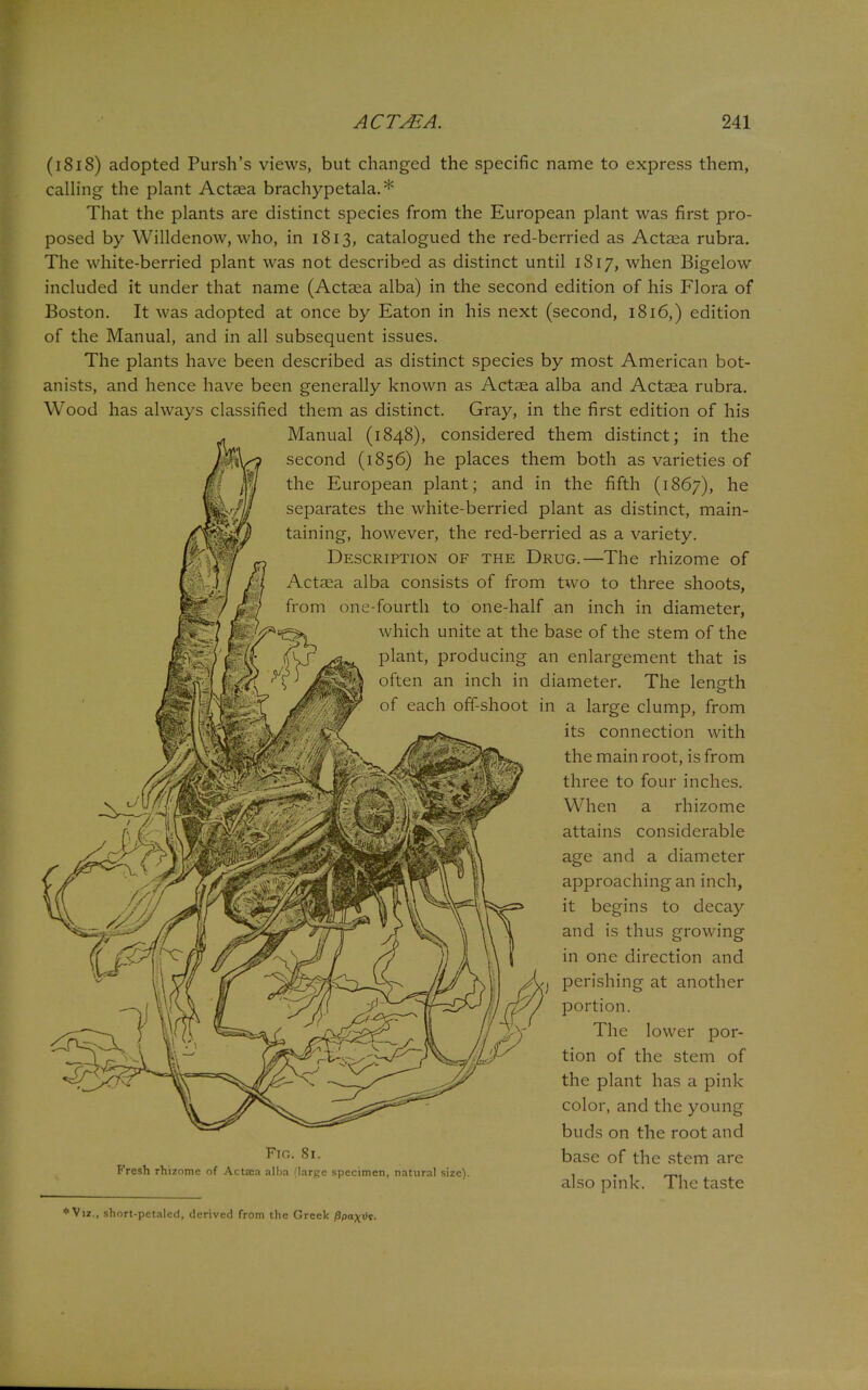 (1818) adopted Pursh's views, but changed the specific name to express them, calling the plant Actaea brachypetala.* That the plants are distinct species from the European plant was first pro- posed by Willdenow, who, in 1813, catalogued the red-berried as Actaea rubra. The white-berried plant was not described as distinct until 1817, when Bigelow included it under that name (Actaea alba) in the second edition of his Flora of Boston. It was adopted at once by Eaton in his next (second, 1816,) edition of the Manual, and in all subsequent issues. The plants have been described as distinct species by most American bot- anists, and hence have been generally known as Actaea alba and Actaea rubra. Wood has always classified them as distinct. Gray, in the first edition of his Manual (1848), considered them distinct; in the second (1856) he places them both as varieties of the European plant; and in the fifth (1867), he separates the white-berried plant as distinct, main- taining, however, the red-berried as a variety. Description of the Drug.—The rhizome of Actaea alba consists of from two to three shoots, from one-fourth to one-half an inch in diameter, which unite at the base of the stem of the plant, producing an enlargement that is often an inch in diameter. The length of each off-shoot in a large clump, from its connection with the main root, is from three to four inches. When a rhizome attains considerable age and a diameter approaching an inch, it begins to decay and is thus growing in one direction and perishing at another portion. The lower por- tion of the stem of the plant has a pink color, and the young buds on the root and base of the stem are also pink. The taste Fto. 81. Fresh rhizome of Actaea alba (large specimen, natural size). ♦Viz., short-pctaled, derived from the Greek (3paxi)s.