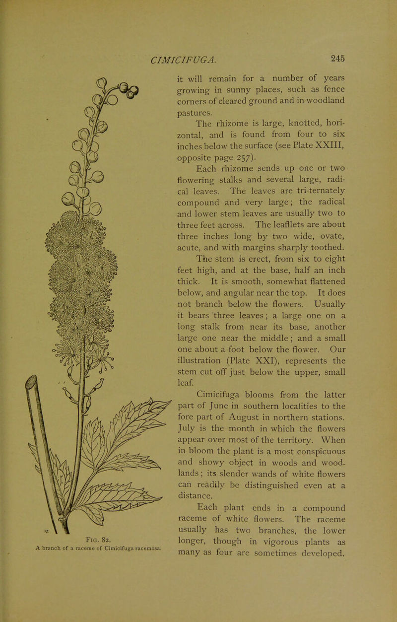 it will remain for a number of years growing in sunny places, such as fence corners of cleared ground and in woodland pastures. The rhizome is large, knotted, hori- zontal, and is found from four to six inches below the surface (see Plate XXIII, opposite page 257). Each rhizome sends up one or two flowering stalks and several large, radi- cal leaves. The leaves are tri-ternately compound and very large; the radical and lower stem leaves are usually two to three feet across. The leafllets are about three inches long by two wide, ovate, acute, and with margins sharply toothed. The stem is erect, from six to eight feet high, and at the base, half an inch thick. It is smooth, somewhat flattened below, and angular near the top. It does not branch below the flowers. Usually it bears three leaves ; a large one on a long stalk from near its base, another large one near the middle ; and a small one about a foot below the flower. Our illustration (Plate XXI), represents the stem cut off just below the upper, small leaf. Cimicifuga blooms from the latter part of June in southern localities to the fore part of August in northern stations. July is the month in which the flowers appear over most of the territory. When in bloom the plant is a most conspicuous and showy object in woods and wood- lands ; its slender wands of white flowers can readily be distinguished even at a distance. Each plant ends in a compound raceme of white flowers. The raceme usually has two branches, the lower longer, though in vigorous plants as many as four are sometimes developed.