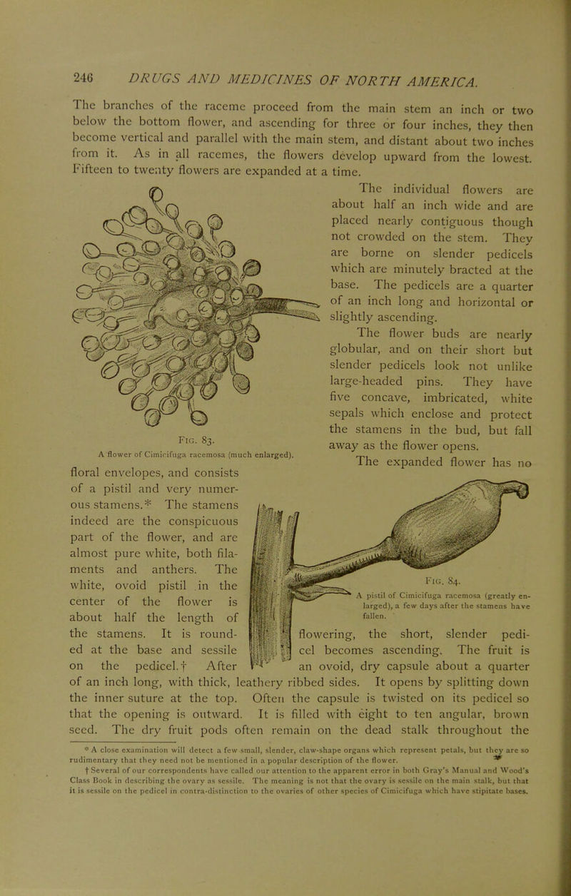 The branches of the raceme proceed from the main stem an inch or two below the bottom flower, and ascending for three or four inches, they then become vertical and parallel with the main stem, and distant about two inches from it. As in all racemes, the flowers develop upward from the lowest. Fifteen to twenty flowers are expanded at a time. The individual flowers are about half an inch wide and are placed nearly contiguous though not crowded on the stem. They are borne on slender pedicels which are minutely bracted at the base. The pedicels are a quarter of an inch long and horizontal or slightly ascending. The flower buds are nearly globular, and on their short but slender pedicels look not unlike large-headed pins. They have five concave, imbricated, white sepals which enclose and protect the stamens in the bud, but fall 6' away as the flower opens. A flower of Cimioifuga racemosa (much enlarged). _ Ine expanded flower has no floral envelopes, and consists of a pistil and very numer- ous stamens.* The stamens indeed are the conspicuous part of the flower, and are almost pure white, both fila- ments and anthers. The white, ovoid pistil in the center of the flower is about half the length of the stamens. It is round- ed at the base and sessile on the pedicel, f After I Jimicifuga racemosa (greatly en- larged), a few days after the stamens have fallen. flowering, the short, slender pedi- cel becomes ascending. The fruit is an ovoid, dry capsule about a quarter of an inch long, with thick, leathery ribbed sides. It opens by splitting down the inner suture at the top. Often the capsule is twisted on its pedicel so that the opening is outward. It is filled with eight to ten angular, brown seed. The dry fruit pods often remain on the dead stalk throughout the * A close examination will detect a few small, slender, claw-shape organs which represent petals, but they arc so rudimentary that they need not be mentioned in a popular description of the flower. * t Several of our correspondents have called our attention to the apparent error in both Gray's Manual and Wood's Class Book in describing the ovary as sessile. The meaning is not that the ovary is sessile on the main stalk, but that it is sessile on the pedicel in contra-distinction to the ovaries of other species of Cimicifuga which have stipitate bases.