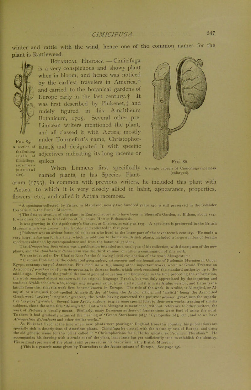 winter and rattle with the wind, hence one of the common names for the plant is Rattleweed. Botanical History.—Cimicifuga is a very conspicuous and showy plant when in bloom, and hence was noticed by the earliest travelers in America,* and carried to the botanical gardens of Europe early in the last century, f It was first described by Plukenet, £ and rudely figured in his Amaltheum Botanicum, 1705. Several other pre- Linnaean writers mentioned the plant, and all classed it with Actaea, mostly under Tournefort's name, Christophor- a section of iana, § and designated it with specific fta^k'Tf adjectives indicating its long raceme or Cimicifuga spikes. (natural When Linnaeus first specifically sIze)- named plants, in his Species Plant- Fig. 86. A single capsule of Cimicifuga racemosa (enlarged). arum (1753), in common with previous writers, he included this plant with Actaea, to which it is very closely allied in habit, appearance, properties, flowers, etc., and called it Actaea racemosa. *A specimen collected by Fisher, in Maryland, nearly two hundred years ago, is still preserved in the Solander Herbarium in the British Museum. 'I The first cultivation of the plant in England appears to have been in Sherard's Garden, at Eltham, about 1732. It was described in the first edition of Dillenius' Hortus Elthamensis. It was growing in the Apothecary's Garden, at Chelsea, as early as 1737. A specimen is preserved in the British Museum which was grown in the Garden and collected in that year. J Plukenet was an ardent botanical collector who lived in the latter part of the seventeenth century. He made a very large herbarium for his time, which in addition to the native British plants, included a large number of foreign specimens obtained by correspondence and from the botanical gardens. The Almagestum Botanicum was a publication intended as a catalogue of his collection, with description of the new plants, and the Amaltheum Botanicum was the third volume or rather a continuation of this work. We are indebted to Dr. Charles Rice for the following lucid explanation of the word Almagestum:  Claudius Ptolemaeus, the celebrated geographer, astronomer and mathematician of Ptolemais Hermion in Upper Egvpt, contemporary of Antoninus Pius (died 161 a. d.), among other important works, wrote a ' Grand Treatise on Astronomy,' (xeyaAjj crufTafis rr/s ao-Tpouo/uta?, in thirteen books, which work remained the standard authority up to the middle age. Owing to the gradual decline of general education and knowledge in the time preceding the reformation, the work remained almost unknown, in its original language (Greek), but was duly appreciated by the inquiring and studious Arabic scholars, who, recognizing its great value, translated it, and it is in its Arabic version, and Latin trans- lations from this, that the work first became known in Europe. The title of the work, in Arabic, is Al-majisti, or Al- mijisti, or Al-majust! [best spelled Al-mcjisli], the ' al' being the Arabic article, and 'mcjisti' being the Arabicised Greek word ' p.tyiart\' (megistg) 'greatest, the Arabs having converted the positive ' titydXy' great, into the superla- tive ' neyuTTy' greatest. Several later Arabic authors, to give some special eclat to their own works, treating of similar subjects, chose the same title 'Al-majisti.' But when Almagest is mentioned, without reference to other writers, the work of Ptolemy is usually meant. Similarly, many European authors of former times were fond of using the word. To them it had gradually acquired the meaning of ' Grand Storehouse [of],' ' Cyclopedia [of], etc., and so we have Almagestum Botanicum and other similar works. As Plukenet lived at the time when new plants were pouring to England from this country, his publications are specially rich in descriptions of American plants. Cimicifuga he classed with the Actaea spicata of Europe, and using the old generic name for this plant called it  Christophoriana facie, Herba spicata, ex Provincia Floridana.'' He accompanies his drawing with a crude cut of the plant, inaccurate but yet sufficiently true to establish the identity. His original specimen of the plant is still preserved in his herbarium in the British Museum. '$ This is a generic name given by Tournefort to the Actaea spicata of Europe. See page 236.