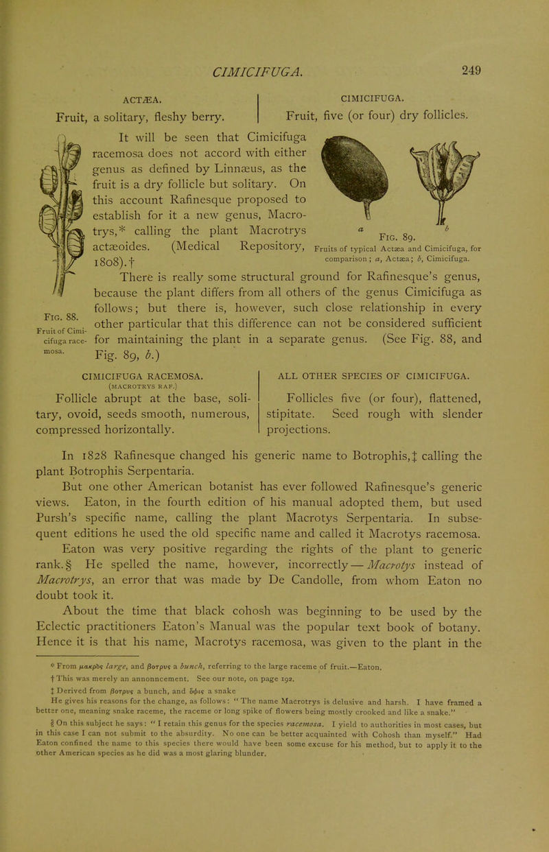 mosa ACT^A. CIMICIFUGA. Fruit, a solitary, fleshy berry. Fruit, five (or four) dry follicles. It will be seen that Cimicifuga racemosa does not accord with either genus as defined by Linnaeus, as the fruit is a dry follicle but solitary. On this account Rafinesque proposed to establish for it a new genus, Macro- trys,* calling the plant Macrotrys act3eoides. (Medical Repository, Fruits of typicai Actaea and cimicifuga, for l8o8) | comparison; a, Aetata; b, Cimicifuga. There is really some structural ground for Rafinesque's genus, because the plant differs from all others of the genus Cimicifuga as follows; but there is, however, such close relationship in every other particular that this difference can not be considered sufficient for maintaining the plant in a separate genus. (See Fig. 88, and Fig. 89, b.) a Fig. 88. Fruit of Cimi- cifuga race- CIMICIFUGA RACEMOSA. (MACROTRYS RAF.) Follicle abrupt at the base, soli- tary, ovoid, seeds smooth, numerous, compressed horizontally. ALL OTHER SPECIES OF CIMICIFUGA. Follicles five (or four), flattened, stipitate. Seed rough with slender projections. In 1828 Rafinesque changed his generic name to Botrophis,J calling the plant Botrophis Serpentaria. But one other American botanist has ever followed Rafinesque's generic views. Eaton, in the fourth edition of his manual adopted them, but used Pursh's specific name, calling the plant Macrotys Serpentaria. In subse- quent editions he used the old specific name and called it Macrotys racemosa. Eaton was very positive regarding the rights of the plant to generic rank.§ He spelled the name, however, incorrectly—Macrotys instead of Macrotrys, an error that was made by De Candolle, from whom Eaton no doubt took it. About the time that black cohosh was beginning to be used by the Eclectic practitioners Eaton's Manual was the popular text book of botany. Hence it is that his name, Macrotys racemosa, was given to the plant in the * From naKphs large, and jSoTpvs a bunch, referring to the large raceme of fruit.—Eaton. fThis was merely an annonncement. See our note, on page 192. % Derived from /3oTpvs a bunch, and 5<pts a snake He gives his reasons for the change, as follows:  The name Macrotrys is delusive and harsh. I have framed a better one, meaning snake raceme, the raceme or long spike of flowers being mostly crooked and like a snake. § On this subject he says:  I retain this genus for the species racemosa. I yield to authorities in most cases, but in this case I can not submit to the absurdity. No one can be better acquainted with Cohosh than myself. Had Eaton confined the name to this species there would have been some excuse for his method, but to apply it to the other American species as he did was a most glaring blunder.