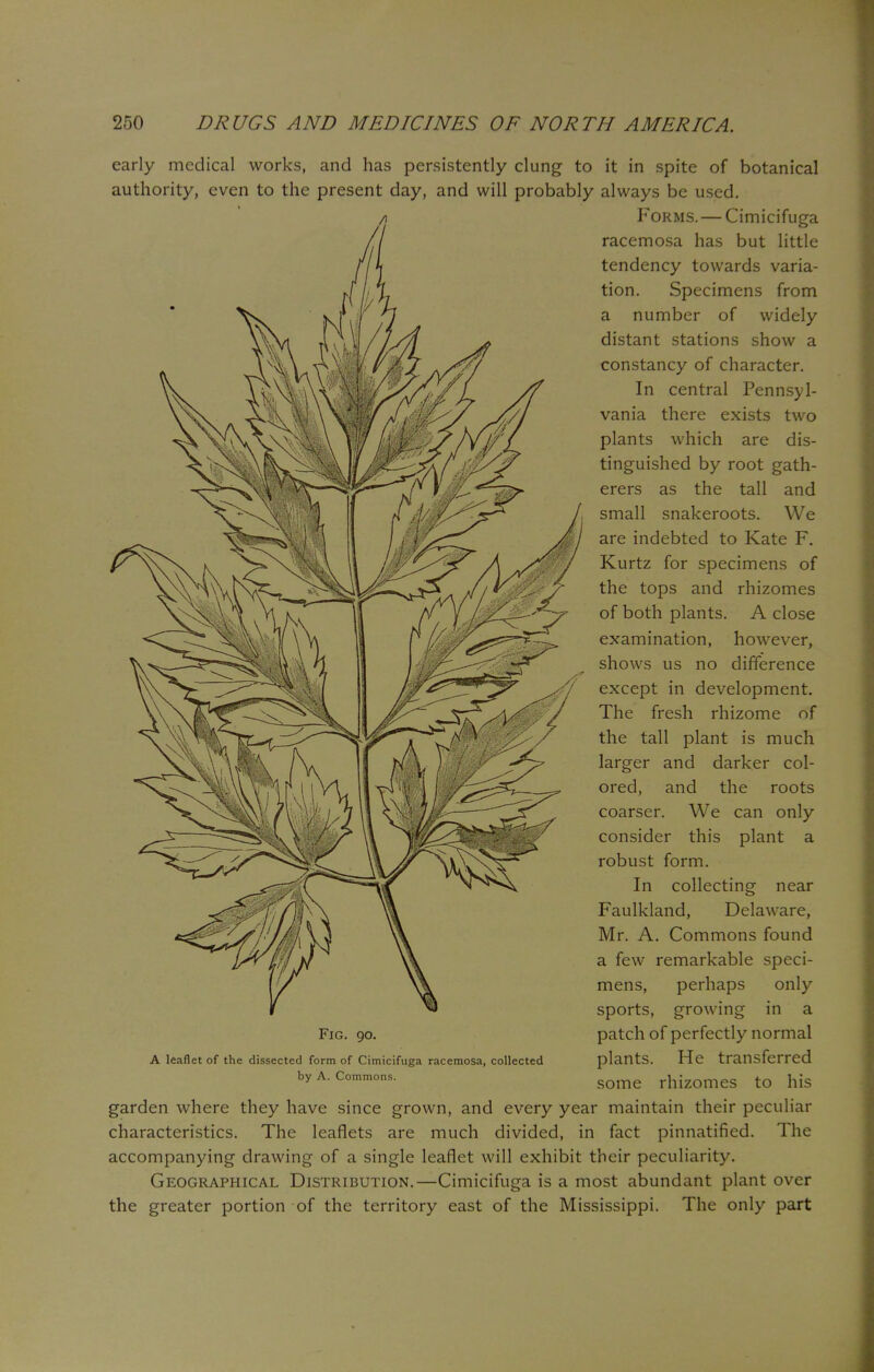 early medical works, and has persistently clung to it in spite of botanical authority, even to the present day, and will probably always be used. Forms. — Cimicifuga racemosa has but little tendency towards varia- tion. Specimens from a number of widely distant stations show a constancy of character. In central Pennsyl- vania there exists two plants which are dis- tinguished by root gath- erers as the tall and small snakeroots. We are indebted to Kate F. Kurtz for specimens of the tops and rhizomes of both plants. A close examination, however, shows us no difference except in development. The fresh rhizome of the tall plant is much larger and darker col- ored, and the roots coarser. We can only consider this plant a robust form. In collecting near Faulkland, Delaware, Mr. A. Commons found a few remarkable speci- mens, perhaps only sports, growing in a patch of perfectly normal plants. He transferred some rhizomes to his Fig. 90. A leaflet of the dissected form of Cimicifuga racemosa, collected by A. Commons. garden where they have since grown, and every year maintain their peculiar characteristics. The leaflets are much divided, in fact pinnatified. The accompanying drawing of a single leaflet will exhibit their peculiarity. Geographical Distribution.—Cimicifuga is a most abundant plant over the greater portion of the territory east of the Mississippi. The only part