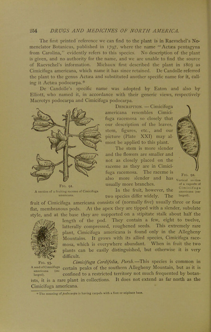 The first printed reference we can find to the plant is in Raevschel's No- menclator Botanicus, published in 1797, where the name Actaea pentagyna from Carolina, evidently refers to this species. No description of the plant is given, and no authority for the name, and we are unable to find the source of Raevschel's information. Michaux first described the plant in 1803 as Cimicifuga americana, which name it has since retained. De Candolle referred the plant to the genus Actaea and substituted another specific name for it, call- ing it Actaea podocarpa.* De Candolle's specific name was adopted by Eaton and also by Elliott, who named it, in accordance with their generic views, respectively Macrotys podocarpa and Cimicifuga podocarpa. Description. — Cimicifuga americana resembles Cimici- fuga racemosa so closely that our description of the leaves, stem, figures, etc., and our picture (Plate XXI) may al- most be applied to this plant. The stem is more slender and the flowers are smaller and not as closely placed on the raceme as they are in Cimici- fuga racemosa. The raceme is also more slender and has usually more branches. In the fruit, however, the two species differ widely. The fruit of Cimicifuga americana consists of (normally five) usually three or four flat, membranous pods. At the apex they are tipped with a slender, subulate style, and at the base they are supported on a stipitate stalk about half the Fig. 91. A section of a fruiting raceme of Cimicifuga americana. Fig. 92. Vertical section of a capsule of Cimicifuga americana (en- larged). length of the pod. They contain a few, eight to twelve, latterally compressed, roughened seeds. This extremely rare plant, Cimicifuga americana is found only in the Allegheny Mountains. It grows with its allied species, Cimicifuga race- mosa, which is everywhere abundant. When in fruit the two plants can be easily distinguished, but otherwise it is very difficult. Cimicifuga Cordifolia, Pursh.—This species is common in a seed of cimicifuga certain peaks of the southern Allegheny Mountain, but as it is (e confined to a restricted territory not much frequented by botan- Fig. 93. americana larged). ists, it is a rare plant in collections. Cimicifuga americana. It does not extend as far north as the * The meaning of podocarpa is having carpels with a foot or stipitate base.