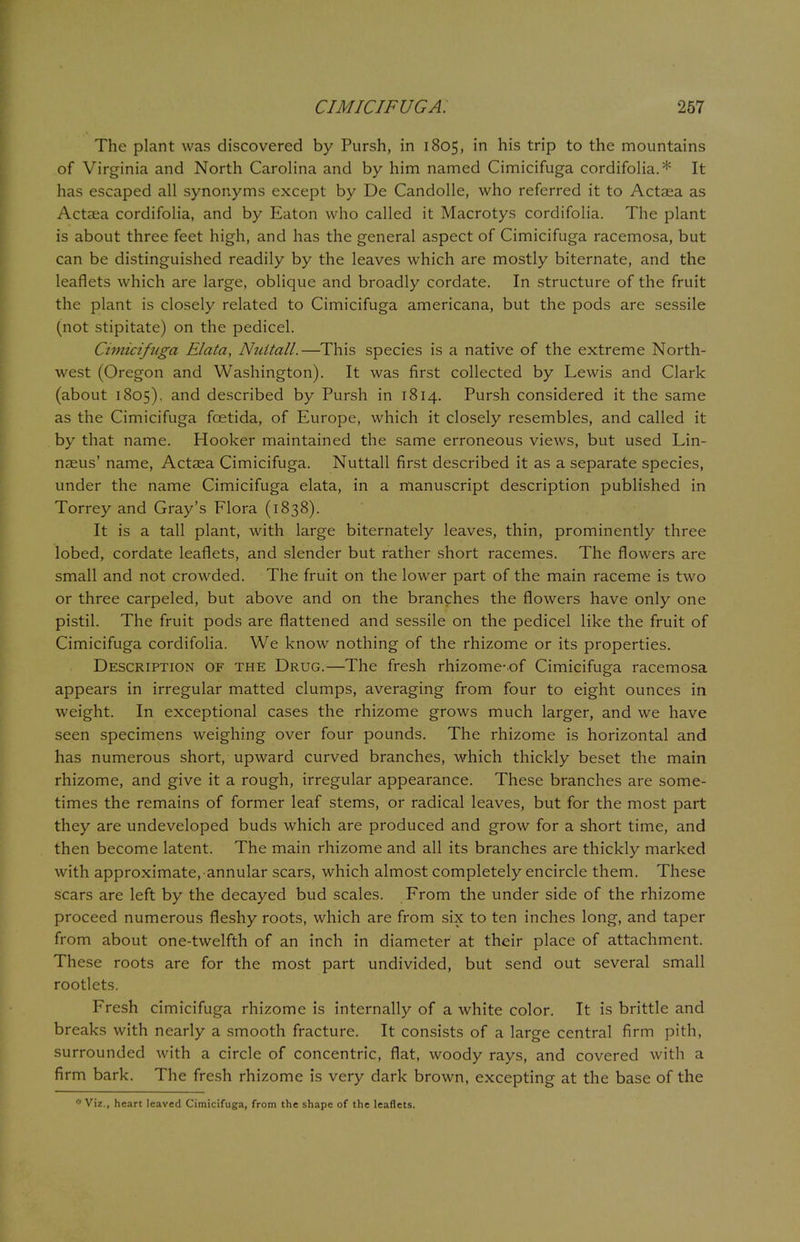 The plant was discovered by Pursh, in 1805, in his trip to the mountains of Virginia and North Carolina and by him named Cimicifuga cordifolia.* It has escaped all synonyms except by De Candolle, who referred it to Actaea as Actaea cordifolia, and by Eaton who called it Macrotys cordifolia. The plant is about three feet high, and has the general aspect of Cimicifuga racemosa, but can be distinguished readily by the leaves which are mostly biternate, and the leaflets which are large, oblique and broadly cordate. In structure of the fruit the plant is closely related to Cimicifuga americana, but the pods are sessile (not stipitate) on the pedicel. Cimicifuga Elata, NiUtall.—This species is a native of the extreme North- west (Oregon and Washington). It was first collected by Lewis and Clark (about 1805), and described by Pursh in 1814. Pursh considered it the same as the Cimicifuga foetida, of Europe, which it closely resembles, and called it by that name. Hooker maintained the same erroneous views, but used Lin- naeus' name, Actaea Cimicifuga. Nuttall first described it as a separate species, under the name Cimicifuga elata, in a manuscript description published in Torrey and Gray's Flora (1838). It is a tall plant, with large biternately leaves, thin, prominently three lobed, cordate leaflets, and slender but rather short racemes. The flowers are small and not crowded. The fruit on the lower part of the main raceme is two or three carpeled, but above and on the branches the flowers have only one pistil. The fruit pods are flattened and sessile on the pedicel like the fruit of Cimicifuga cordifolia. We know nothing of the rhizome or its properties. Description of the Drug.—The fresh rhizome-of Cimicifuga racemosa appears in irregular matted clumps, averaging from four to eight ounces in weight. In exceptional cases the rhizome grows much larger, and we have seen specimens weighing over four pounds. The rhizome is horizontal and has numerous short, upward curved branches, which thickly beset the main rhizome, and give it a rough, irregular appearance. These branches are some- times the remains of former leaf stems, or radical leaves, but for the most part they are undeveloped buds which are produced and grow for a short time, and then become latent. The main rhizome and all its branches are thickly marked with approximate, annular scars, which almost completely encircle them. These scars are left by the decayed bud scales. From the under side of the rhizome proceed numerous fleshy roots, which are from six to ten inches long, and taper from about one-twelfth of an inch in diameter at their place of attachment. These roots are for the most part undivided, but send out several small rootlets. Fresh cimicifuga rhizome is internally of a white color. It is brittle and breaks with nearly a smooth fracture. It consists of a large central firm pith, surrounded with a circle of concentric, flat, woody rays, and covered with a firm bark. The fresh rhizome is very dark brown, excepting at the base of the * Viz., heart leaved Cimicifuga, from the shape of the leaflets.