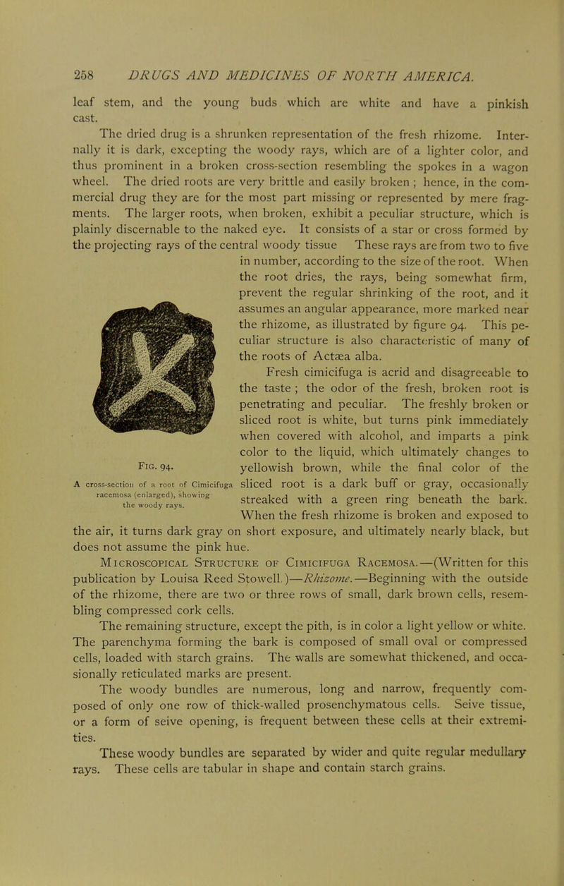 leaf stem, and the young buds which are white and have a pinkish cast. The dried drug is a shrunken representation of the fresh rhizome. Inter- nally it is dark, excepting the woody rays, which are of a lighter color, and thus prominent in a broken cross-section resembling the spokes in a wagon wheel. The dried roots are very brittle and easily broken ; hence, in the com- mercial drug they are for the most part missing or represented by mere frag- ments. The larger roots, when broken, exhibit a peculiar structure, which is plainly discernable to the naked eye. It consists of a star or cross formed by the projecting rays of the central woody tissue These rays are from two to five in number, according to the size of the root. When the root dries, the rays, being somewhat firm, prevent the regular shrinking of the root, and it assumes an angular appearance, more marked near the rhizome, as illustrated by figure 94. This pe- culiar structure is also characteristic of many of the roots of Actaea alba. Fresh cimicifuga is acrid and disagreeable to the taste ; the odor of the fresh, broken root is penetrating and peculiar. The freshly broken or sliced root is white, but turns pink immediately when covered with alcohol, and imparts a pink color to the liquid, which ultimately changes to FlG- 94- yellowish brown, while the final color of the a cross-section of a root of cimicifuga sliced root is a dark buff or gray, occasionally racemosa (enlarged), showing streaked with a green ring beneath the bark. the woody rays. 0 0 When the fresh rhizome is broken and exposed to the air, it turns dark gray on short exposure, and ultimately nearly black, but does not assume the pink hue. Microscopical Structure of Cimicifuga Racemosa.—(Written for this publication by Louisa Reed Stowell.)—Rhizome.—Beginning with the outside of the rhizome, there are two or three rows of small, dark brown cells, resem- bling compressed cork cells. The remaining structure, except the pith, is in color a light yellow or white. The parenchyma forming the bark is composed of small oval or compressed cells, loaded with starch grains. The walls are somewhat thickened, and occa- sionally reticulated marks are present. The woody bundles are numerous, long and narrow, frequently com- posed of only one row of thick-walled prosenchymatous cells. Seive tissue, or a form of seive opening, is frequent between these cells at their extremi- ties. These woody bundles are separated by wider and quite regular medullary rays. These cells are tabular in shape and contain starch grains.