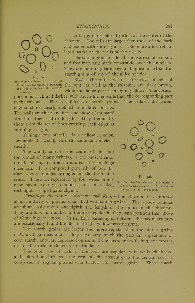 00f\ A large, dark colored pith is at the center of the V> rhizome. The cells are larger than those of the bark _ /V and loaded with starch grains. There are a few reticu- 0\ J/**\ lated marks on the walls of these cells. C } \ ? The starch grains of the rhizome are small, round, r\ ■; and free from any mark or wrinkle over the nucleus. \) 0 They are more regular in size and appearance than the starch grains of any of the allied species. Starch grains torn *i rhizome of RoOt.—The OUteT tWO Or three TOWS of Cells of cimicifuga racemosa (drawn with the root, as well as the rhizome, are dark brown, eye-ptecne)°bjeCtlVean ' * while the inner part is a light yellow. The cortical portion is thick and darker, with much firmer walls than the corresponding part in the rhizome. These are filled with starch grains. The cells of the paren- chyma show clearly defined reticulated marks. The walls are thick and firm and show a laminated structure their entire length. They frequently show a double set of lines crossing each other at an oblique angle. A single row of cells, dark yellow in color, surrounds-the woody cord the same as a nucleus sheath. The woody cord of the center of the root (or rootlet of many writers), is the most charac- teristic of any of the structures of Cimicifuga racemosa. It is composed generally of four dis- tinct woody bundles arranged in the form of a F g 6 cross. These are separated by four wide, promi- ... , c , . ii , Starch-grains from the root of Cimicifuga nent medullary rays, composed of thin walled, racemosa (drawn with the y8-in. object- rectangular-shaped parenchyma. ive and the c eye-piece). Cimicifuga Americana.—Rhizome and Root.—The rhizome is composed almost entirely of parenchyma filled with starch grains. The woody bundles are short, only about one-eighth the length of the radius of the rhizome. They are fewer in number and more irregular in shape and position than those of Cimicifuga racemosa. In the bark parenchyma between the medullary rays are occasionally found bundles of bright yellow prosenchyma. The starch grains are larger and more regular than the starch grains of Cimicifuga racemosa. They have very much the peculiar appearance of corn starch, angular, depressed on some of the faces, and with frequent crosses or stellate marks in the center of the faces. The outer row of cells of the root are regular, with walls thickened and colored a dark red, the rest of the structure to the central cord is composed of regular parenchyma loaded with starch grains. These starch