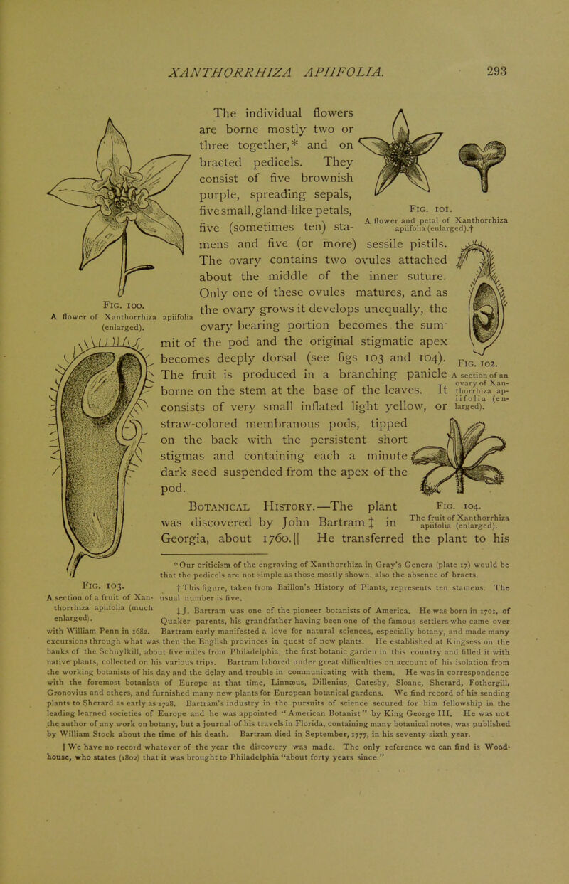 The individual flowers are borne mostly two or three together,* and on bracted pedicels. They consist of five brownish purple, spreading sepals, Fig. ioi. A flower and petal of Xanthorrhiza apiifolia (enlarged).f Fig. ioo. A flower of Xanthorrhiza apiifolia (enlarged). five small, gland-like petals, five (sometimes ten) sta- mens and five (or more) sessile pistils. The ovary contains two ovules attached about the middle of the inner suture. Only one of these ovules matures, and as the ovary grows it develops unequally, the ovary bearing portion becomes the sum- mit of the pod and the original stigmatic apex becomes deeply dorsal (see figs 103 and 104). The fruit is produced in a branching panicle a section of an 11 r 1 1 t ovary of Xan- borne on the stem at the base of the leaves. It thorrhiza aP- iifolia (en- COnsistS of very small inflated light yellow, or larged). straw-colored membranous pods, tipped on the back with the persistent short stigmas and containing each a minute dark seed suspended from the apex of the pod. Botanical History.—The plant Fig. 104. was discovered by John Bartram J in ThapmKf(SS^ Georgia, about 1760. || He transferred the plant to his *Our criticism of the engraving of Xanthorrhiza in Gray's Genera (plate 17) would be that the pedicels are not simple as those mostly shown, also the absence of bracts. FlG. IO3. ■(• This figure, taken from Baillon's History of Plants, represents ten stamens. The A section of a fruit of Xan- usual number is five, thorrhiza apiifolia (much jj Bartram was one of the pioneer botanists of America. He was born in 1701, of enlarged). Quaker parents, his grandfather having been one of the famous settlers who came over with William Penn in 1682. Bartram early manifested a love for natural sciences, especially botany, and made many excursions through what was then the English provinces in quest of new plants. He established at Kingsess on the banks of the Schuylkill, about five miles from Philadelphia, the first botanic garden in this country and filled it with native plants, collected on his various trips. Bartram labored under great difficulties on account of his isolation from the working botanists of his day and the delay and trouble in communicating with them. He was in correspondence with the foremost botanists of Europe at that time, Linnaeus, Dillenius, Catesby, Sloane, Sherard, Fothergill, Gronovius and others, and furnished many new plants for European botanical gardens. We find record of his sending plants to Sherard as early as 1728. Bartram's industry in the pursuits of science secured for him fellowship in the leading learned societies of Europe and he was appointed ''American Botanist by King George III. He was not the author of any work on botany, but a journal of his travels in Florida, containing many botanical notes, was published by William Stock about the time of his death. Bartram died in September, 1777, in his seventy-sixth year. I We have no record whatever of the year the discovery was made. The only reference we can find is Wood- house, who states (1802) that it was brought to Philadelphia about forty years since.