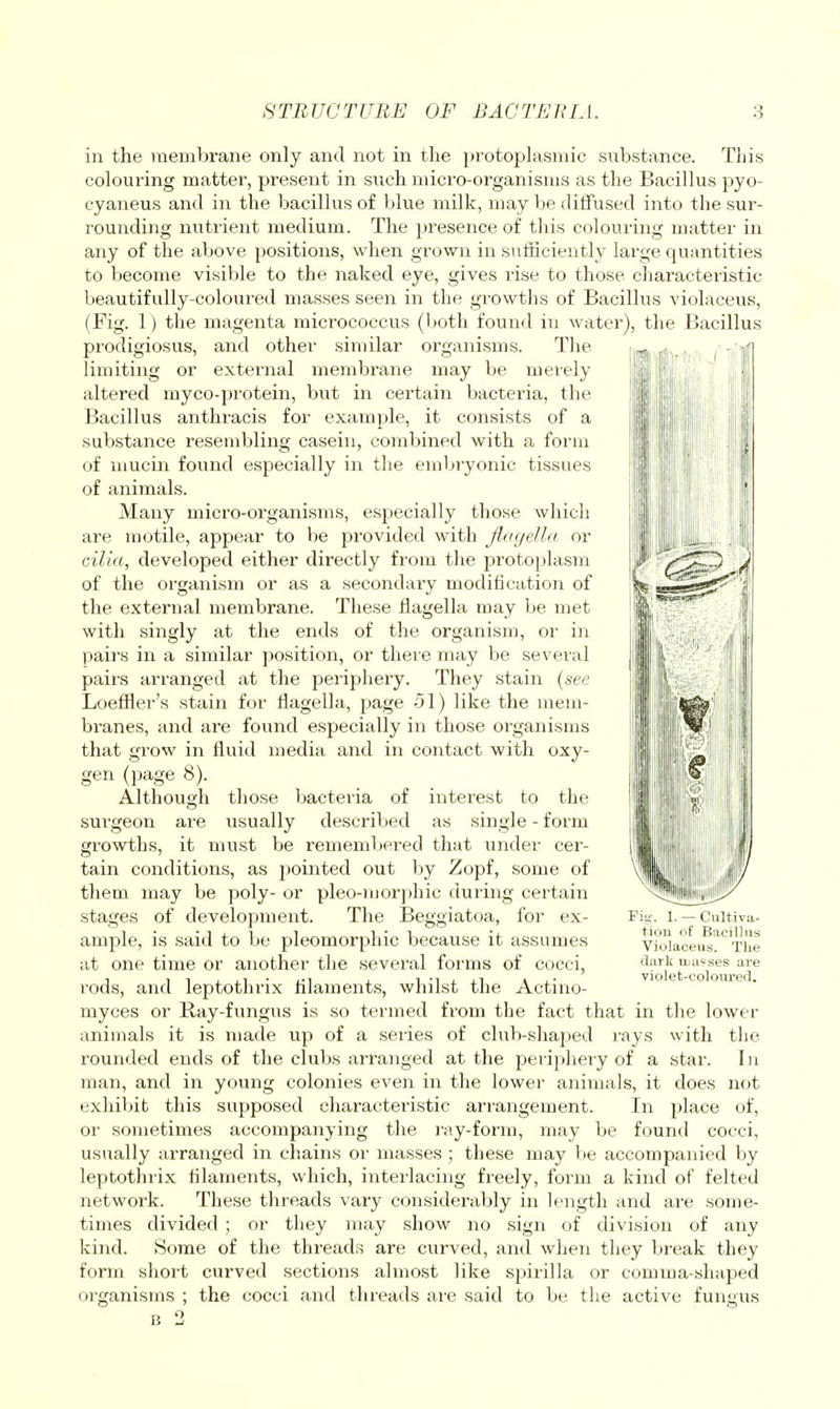 in the membrane only and not in tlie protoplasmic substance. This colouring matter, present in snch micro-organisms as the Bacillus pyo- cyaneus anJ in the bacillus of blue milk, may be ditfused into tlie sur- rounding nutrient medium. The presence of this colouring matter in any of the above positions, when grown in sufficiently large quantities to become visible to the naked eye, gives rise to those characteristic beautifully-coloured masses seen in the growths of Bacillus violaceus, (Fig. 1) the magenta micrococcus (both found in water), the Bacillus prodigiosus, and other similar organisms. The limiting or external membrane may be merely altered myco-protein, but in certain bactei'ia, the Bacillus anthracis for example, it consists of a substance resembling casein, combined with a form of mucin found especially in the embryonic tissues of animals. Many micro-organisms, especially those which are motile, appear to be provided with jloyelhi or cilia, developed either directly from the protoplasm of the organism or as a secondary modification of the external membrane. These flagella may be met with singly at the ends of the organism, oi' in paiivs in a similar position, or there may be several pairs arranged at the periphery. They stain {gee Loeffler's stain for flagella, page 51) like the mem- branes, and are found especially in those organisms that grow in fluid media and in contact with oxy- gen (page 8). Although those bacteria of interest to the surgeon are usually described as single - form growths, it mu.st be rememl)ered that under cer- tain conditions, as pointed out by Zopf, some of them may be poly- or pleo-morphic during certain stages of development. The Beggiatoa, for ex- ample, is said to be pleomorphic because it assumes at one time or another the several forms of cocci, rods, and leptothrix filaments, whilst the Actino- myces or Ray-fungus is so termed from the fact that in the lower animals it is made up of a series of club-shaped rays with the rounded ends of the clubs arranged at the peripheiy of a star. I)i man, and in young colonies even in the lower animals, it does not exhiljit this supposed characteristic arr-angement. In place of, or sometimes accompanying the ray-form, may be found cocci, usually arranged in chains or masses ; these may lie accompanied by leptothrix filaments, which, interlacing freely, form a kind of felted network. These threads vary considerably in length and ai-e some- times divided ; or they may show no sign of division of any kind. Some of the threads are curved, and when they break they form short curved sections almost like spirilla or comma-shaped organisms ; the cocci and threads are said to be the active fungus B 2