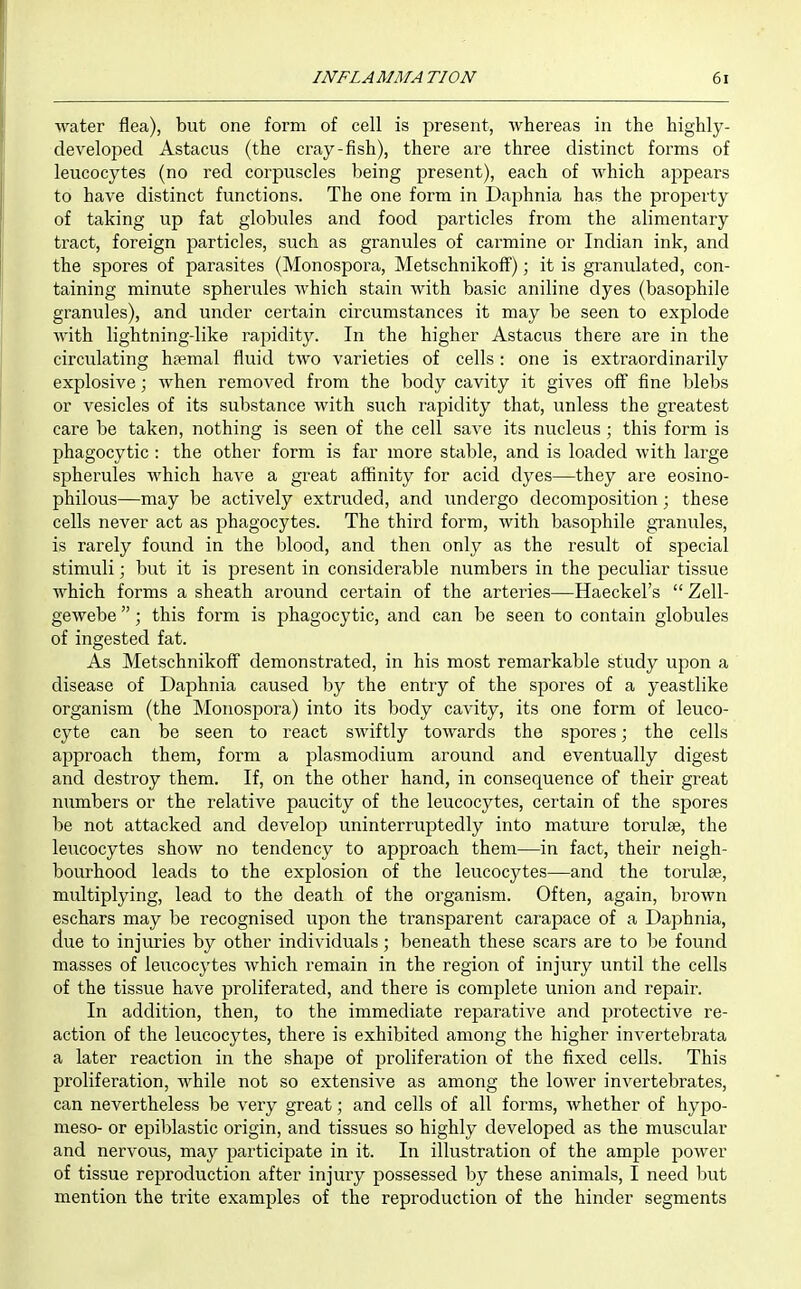 water flea), but one form of cell is present, whereas in the highly- developed Astaciis (the cray-fish), there are three distinct forms of leucocytes (no red corpuscles being present), each of which appears to have distinct functions. The one form in Daphnia has the property of taking up fat globules and food particles from the alimentary tract, foreign particles, such as granules of carmine or Indian ink, and the spores of parasites (Monospora, Metschnikoff); it is granulated, con- taining minute spherules which stain with basic aniline dyes (basophile granules), and under certain circumstances it may be seen to explode with lightning-like rapidity. In the higher Astacus there are in the circulating haemal fluid two varieties of cells: one is extraordinarily explosive; when removed from the body cavity it gives off fine blebs or vesicles of its substance with such rapidity that, unless the greatest care be taken, nothing is seen of the cell save its nucleus; this form is jihagocytic : the other form is far more stable, and is loaded with large spherules which have a great affinity for acid dyes—they are eosino- philous—may be actively extruded, and undergo decomposition; these cells never act as phagocytes. The third form, with basophile gTanules, is rarely found in the blood, and then only as the result of special stimuli; but it is present in considerable numbers in the peculiar tissue which forms a sheath around certain of the arteries—Haeckel's  Zell- gewebe; this form is phagocytic, and can be seen to contain globules of ingested fat. As Metschnikoff demonstrated, in his most remarkable study upon a disease of Daphnia caused by the entry of the spores of a yeastlike organism (the Monospora) into its body cavity, its one form of leuco- cyte can be seen to react swiftly towards the spores; the cells approach them, form a plasmodium around and eventually digest and destroy them. If, on the other hand, in consequence of their great numbers or the relative paucity of the leucocytes, certain of the spores be not attacked and develop uninterruptedly into mature torulae, the leucocytes show no tendency to approach them—in fact, their neigh- bourhood leads to the explosion of the leucocytes—and the torulee, multiplying, lead to the death of the organism. Often, again, brown eschars may be recognised upon the transparent carapace of a Daphnia, clue to injuries by other individuals; beneath these scars are to be found masses of leucocytes which remain in the region of injury until the cells of the tissue have proliferated, and there is complete union and repair. In addition, then, to the immediate reparative and protective re- action of the leucocytes, there is exhibited among the higher invertebrata a later reaction in the shape of proliferation of the fixed cells. This proliferation, while not so extensive as among the lower invertebrates, can nevertheless be very great; and cells of all forms, whether of hypo- meso- or epiblastic origin, and tissues so highly developed as the muscular and nervous, may participate in it. In illustration of the ample power of tissue reproduction after injury possessed by these animals, I need but mention the trite examples of the reproduction of the hinder segments