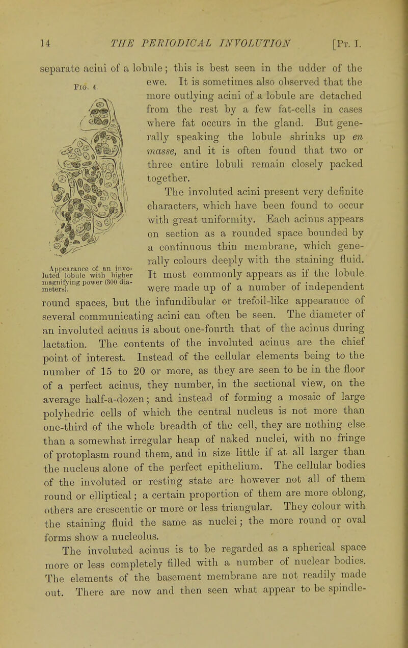 larate acini of a lobule; this is best seen in the udder of the ewe. It is sometimes also observed that the more outlying acini of a lobule are detached from the rest by a few fat-cells in cases where fat occurs in the gland. But gene- rally speaking the lobule shrinks up en masse, and it is often found that two or three entire lobuli remain closely packed together. The involuted acini present very definite characters, which have been found to occur with great uniformity. Each acinus appears on section as a roiinded space bounded by a continuous thin membrane, which gene- rally colours deeply with the staining fluid, luted lobule with higher It most commonly appears as if the lobule niaenifyiiig power (300 dia- , n i r • s i j. meters). Were made up of a number ot mdepencient round spaces, but the infundibular or trefoil-like appearance of several communicating acini can often be seen. The diameter of an involuted acinus is about one-fourth that of the acinus during lactation. The contents of the involuted acinus are the chief point of interest. Instead of the cellular elements being to the number of 15 to 20 or more, as they are seen to be in the floor of a perfect acinus, they number, in the sectional view, on the average half-a-dozen; and instead of forming a mosaic of large polyhedric cells of which the central nucleus is not more than one-third of the whole breadth of the cell, they are nothing else than a somewhat irregular heap of naked nuclei, with no fringe of protoplasm round them, and in size little if at all larger than the nucleus alone of the perfect epithelium. The cellular bodies of the involuted or resting state are however not all of them round or elliptical; a certain proportion of them are more oblong, others are crescentic or more or less triangular. They colour with the staining fluid the same as nuclei; the more round or oval forms show a nucleolus. The involuted acinus is to be regarded as a spherical space more or less completely filled with a number of nuclear bodies. The elements of the basement membrane are not readily made out. There are now and then seen what appear to be spindle- no. 4. Appearance of an iiivO'